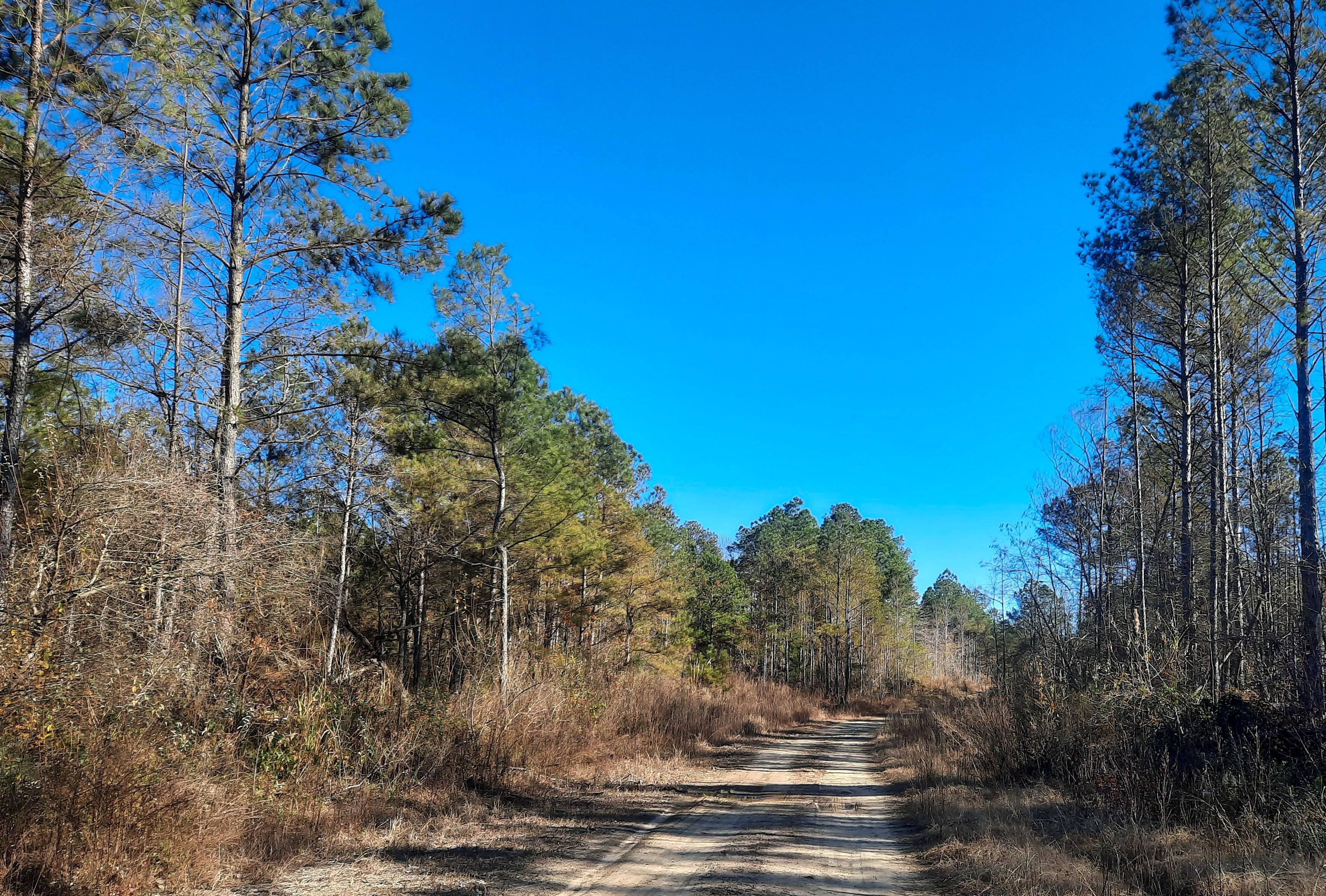 277 acres in Winston County, Alabama