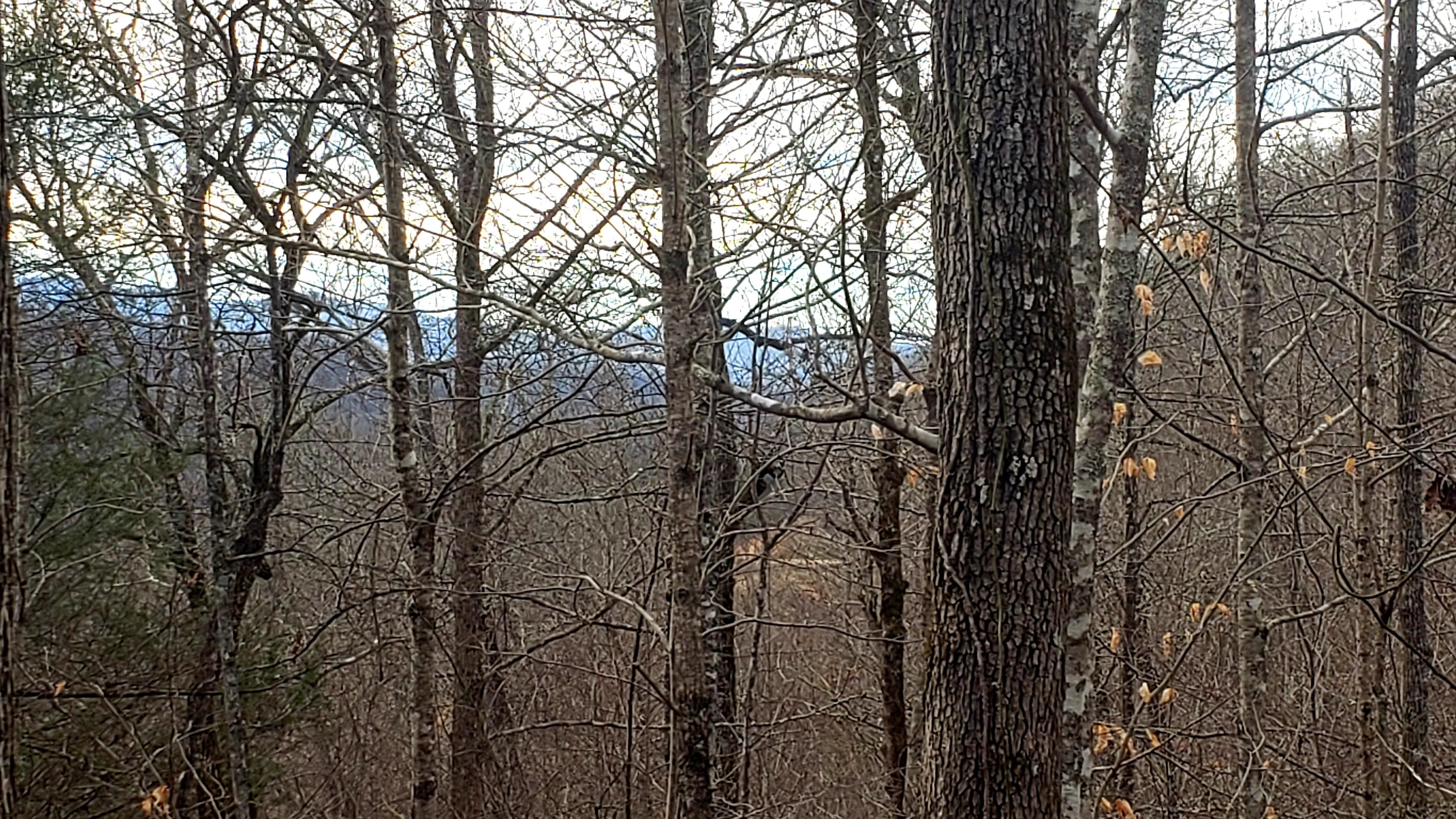 35.39 acres in Jackson County, North Carolina