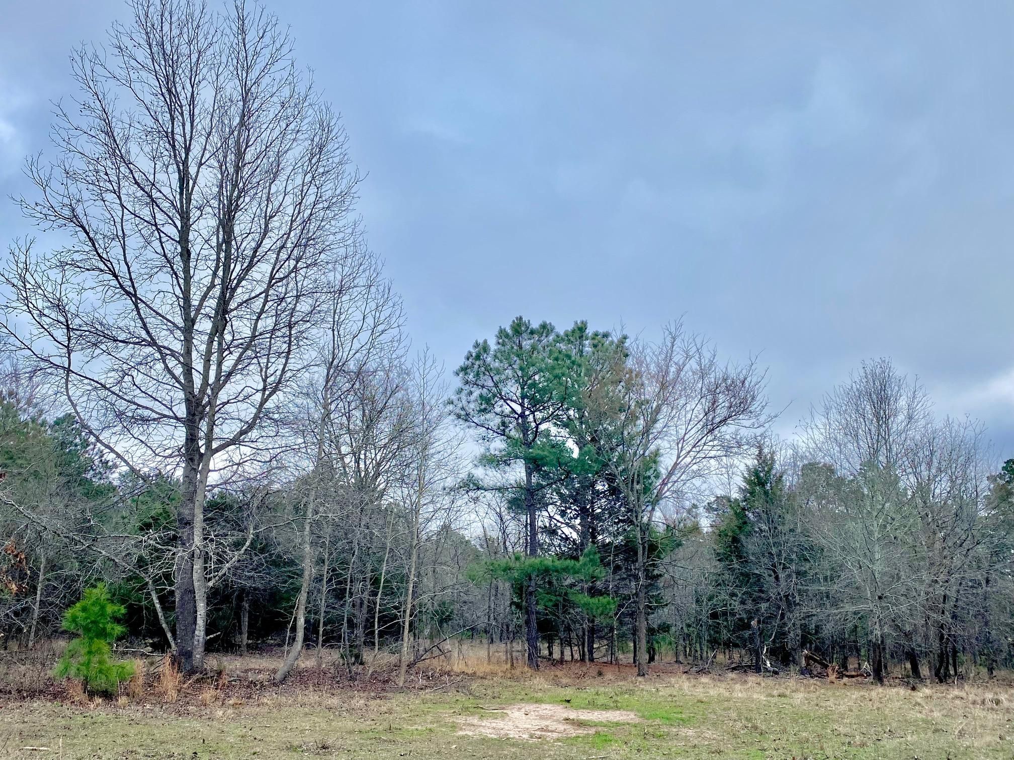 12 acres in Anderson County, Texas