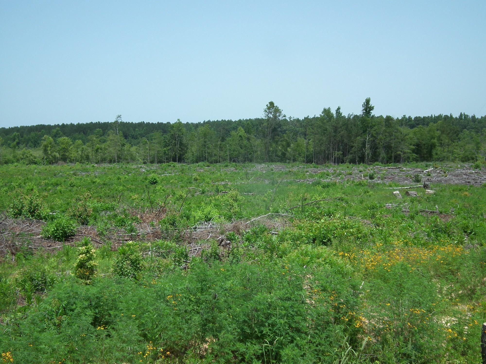 145.52 acres in Lowndes County, Mississippi