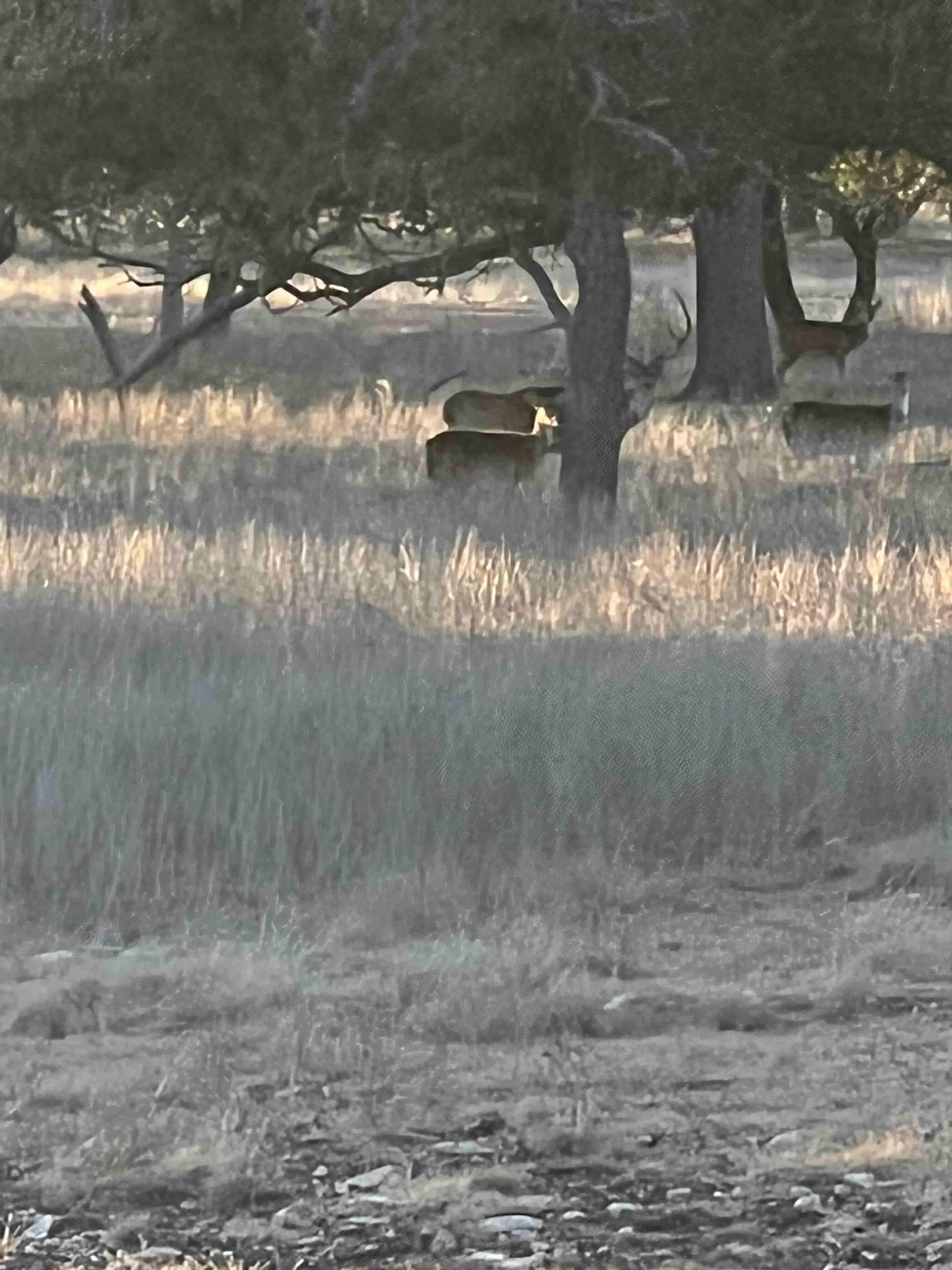 40 acres in Menard County, Texas