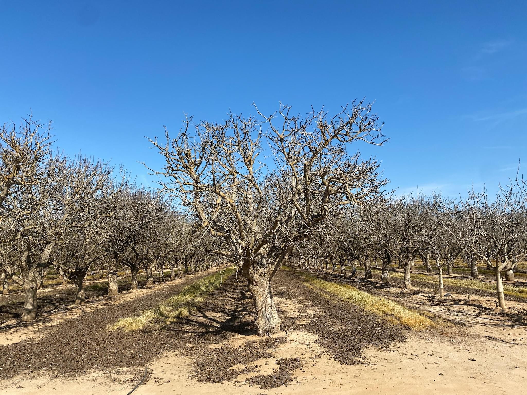 20 acres in Madera County, California