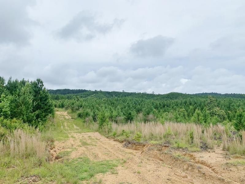 20 acres in Amite County, Mississippi