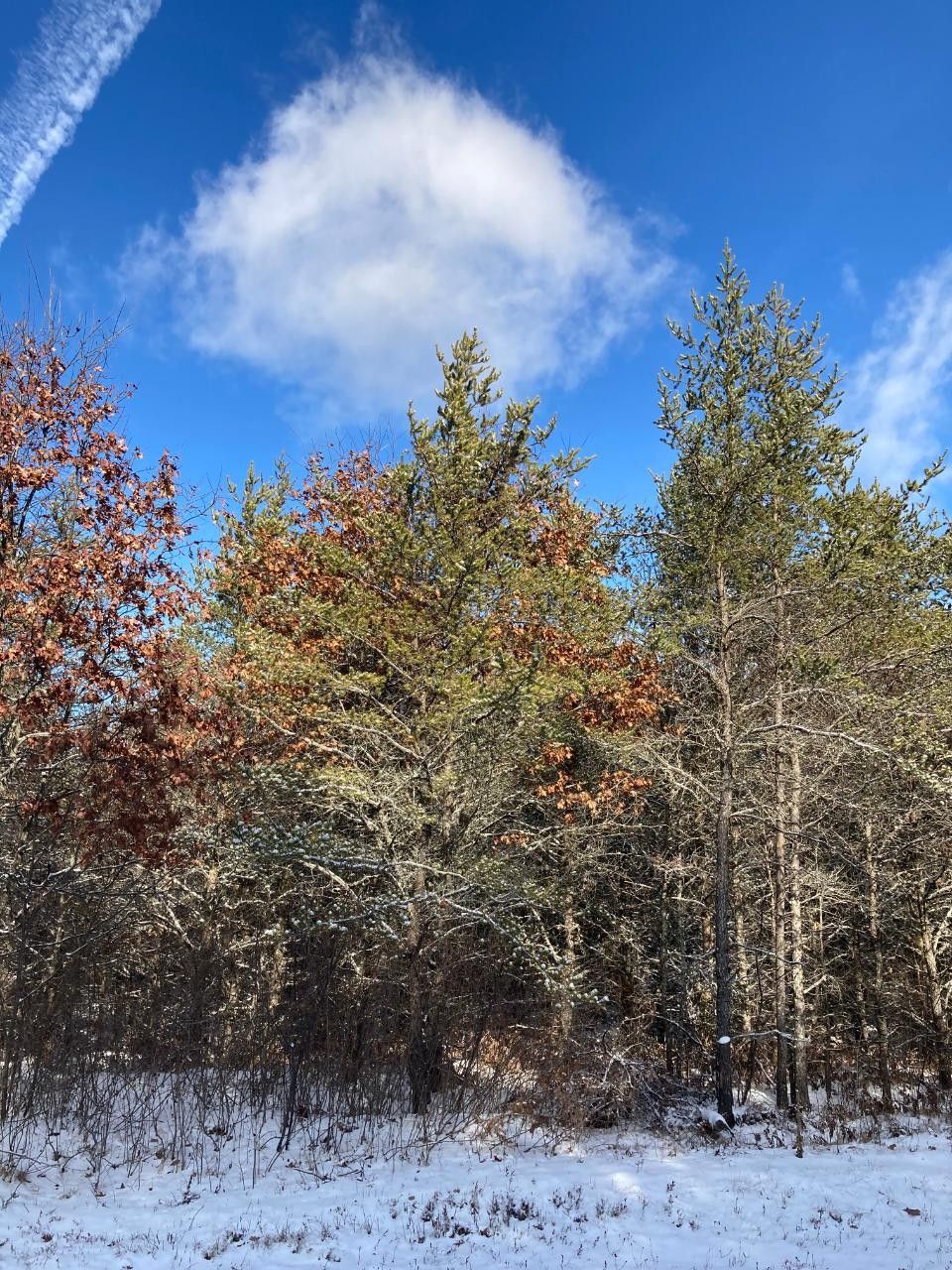 20 acres in Oneida County, Wisconsin