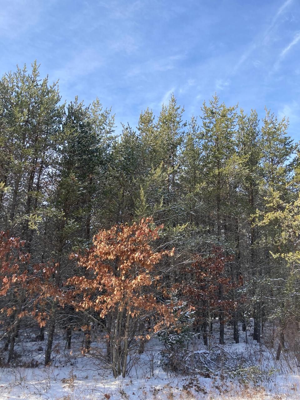 20 acres in Oneida County, Wisconsin