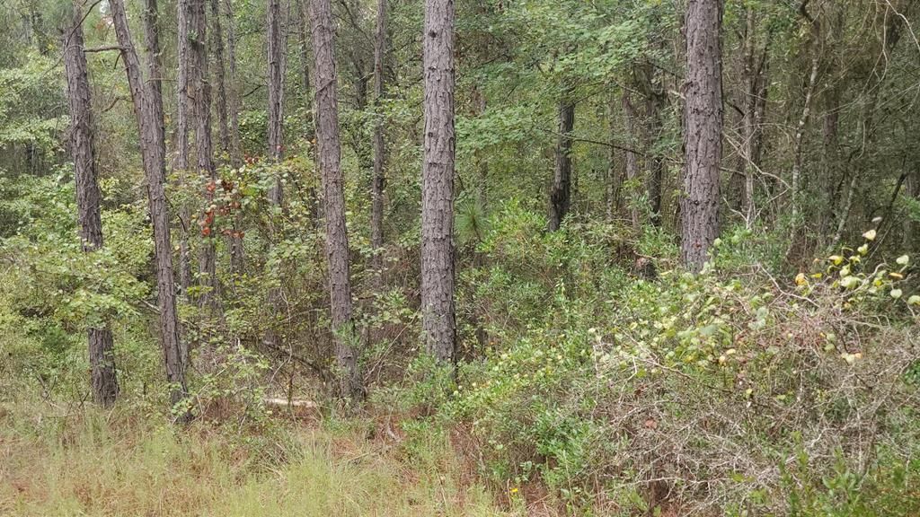 3 acres in Wheeler County,