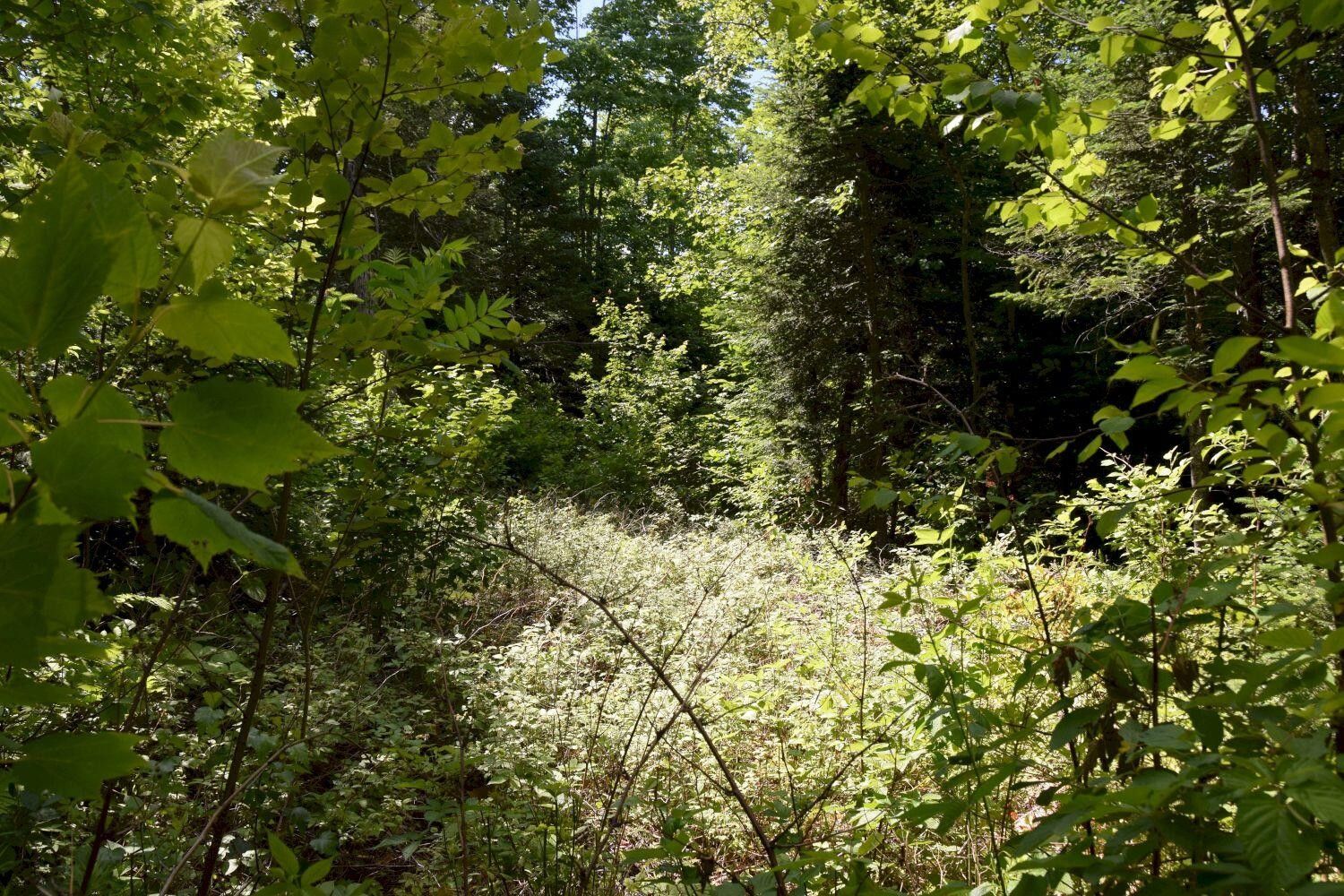 4 acres in Somerset County, Maine