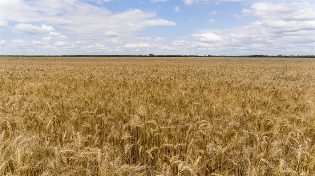 60 acres in Grayson County, Texas