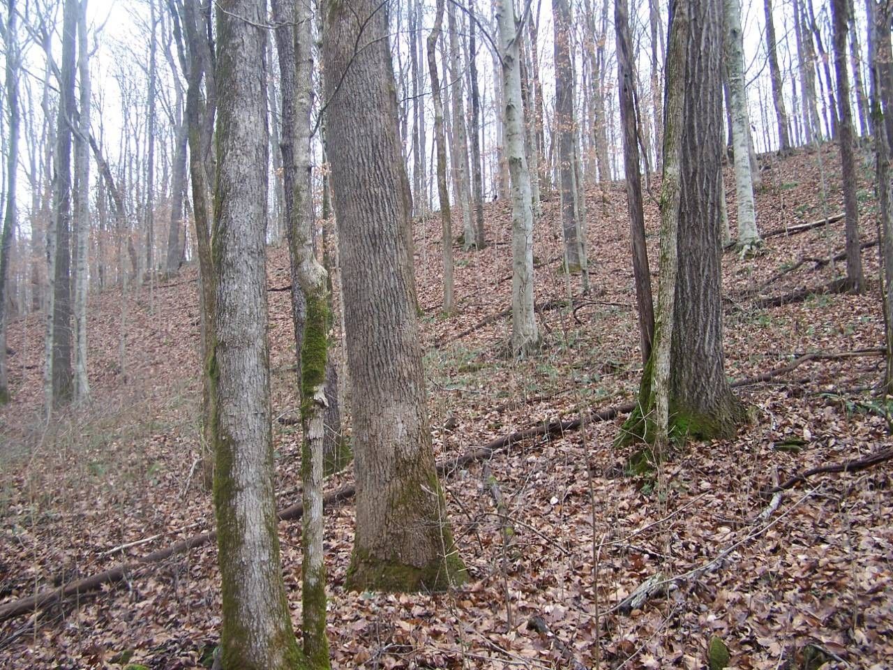 10 acres in Cumberland County, Kentucky
