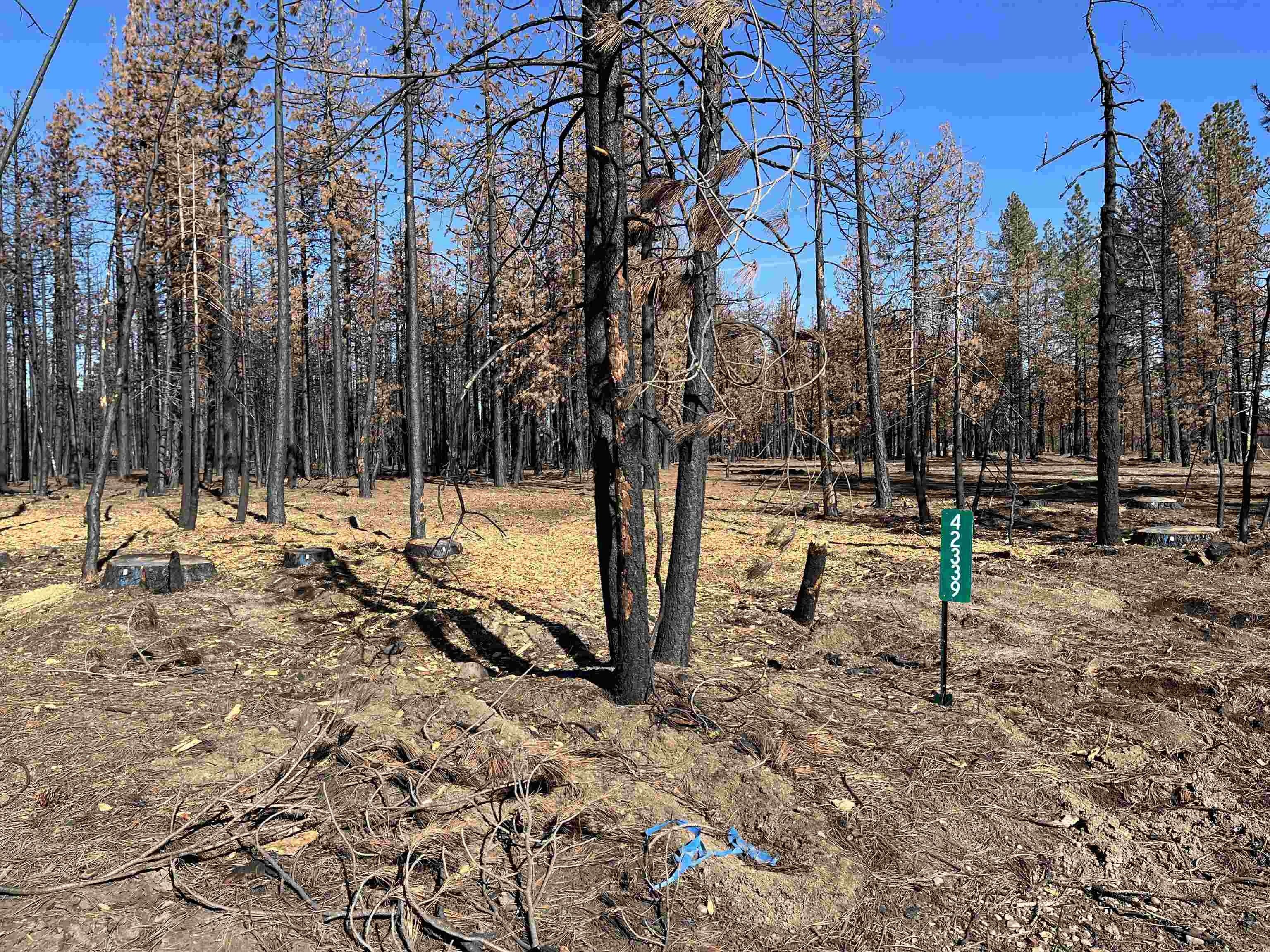 18.4 acres in Plumas County, California