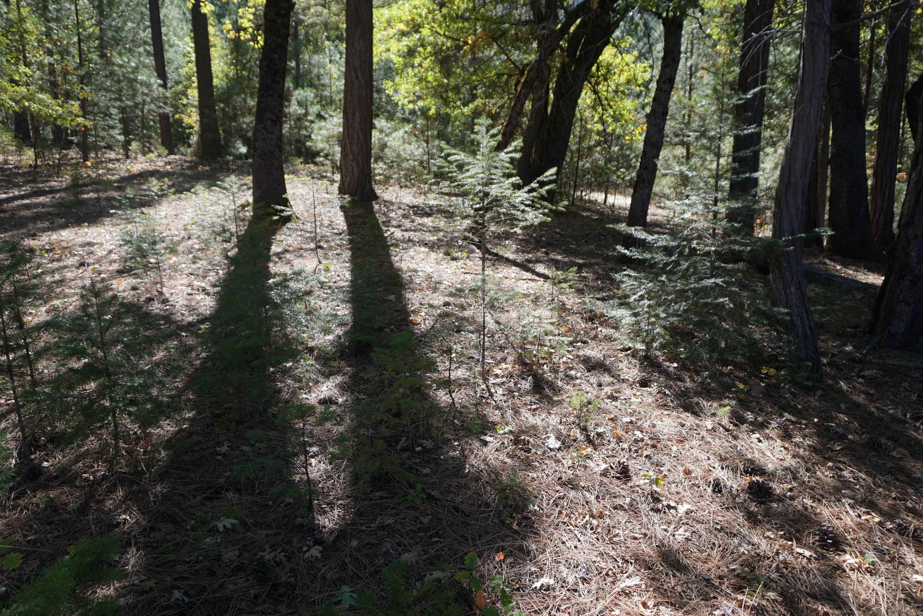 15.03 acres in Plumas County, California