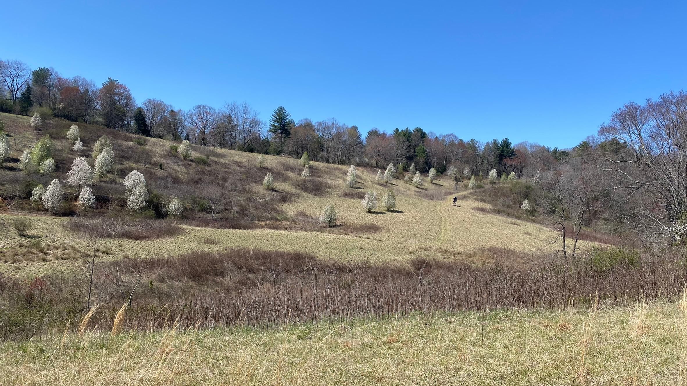 52.5 acres in Wilkes County, North Carolina