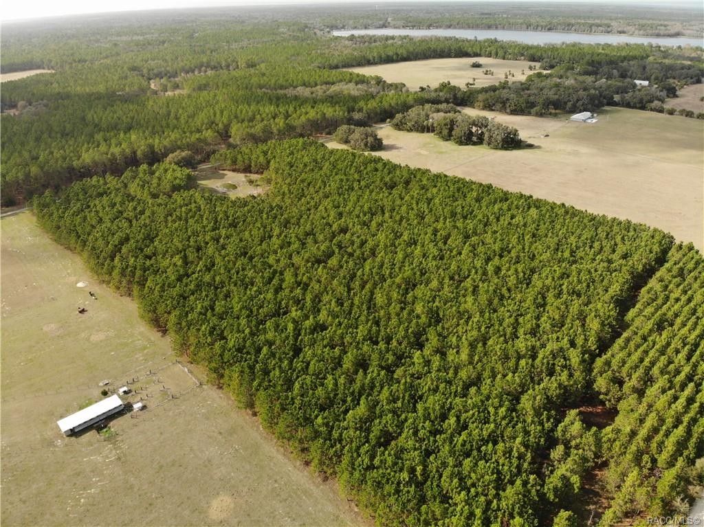 20 acres in Citrus County, Florida