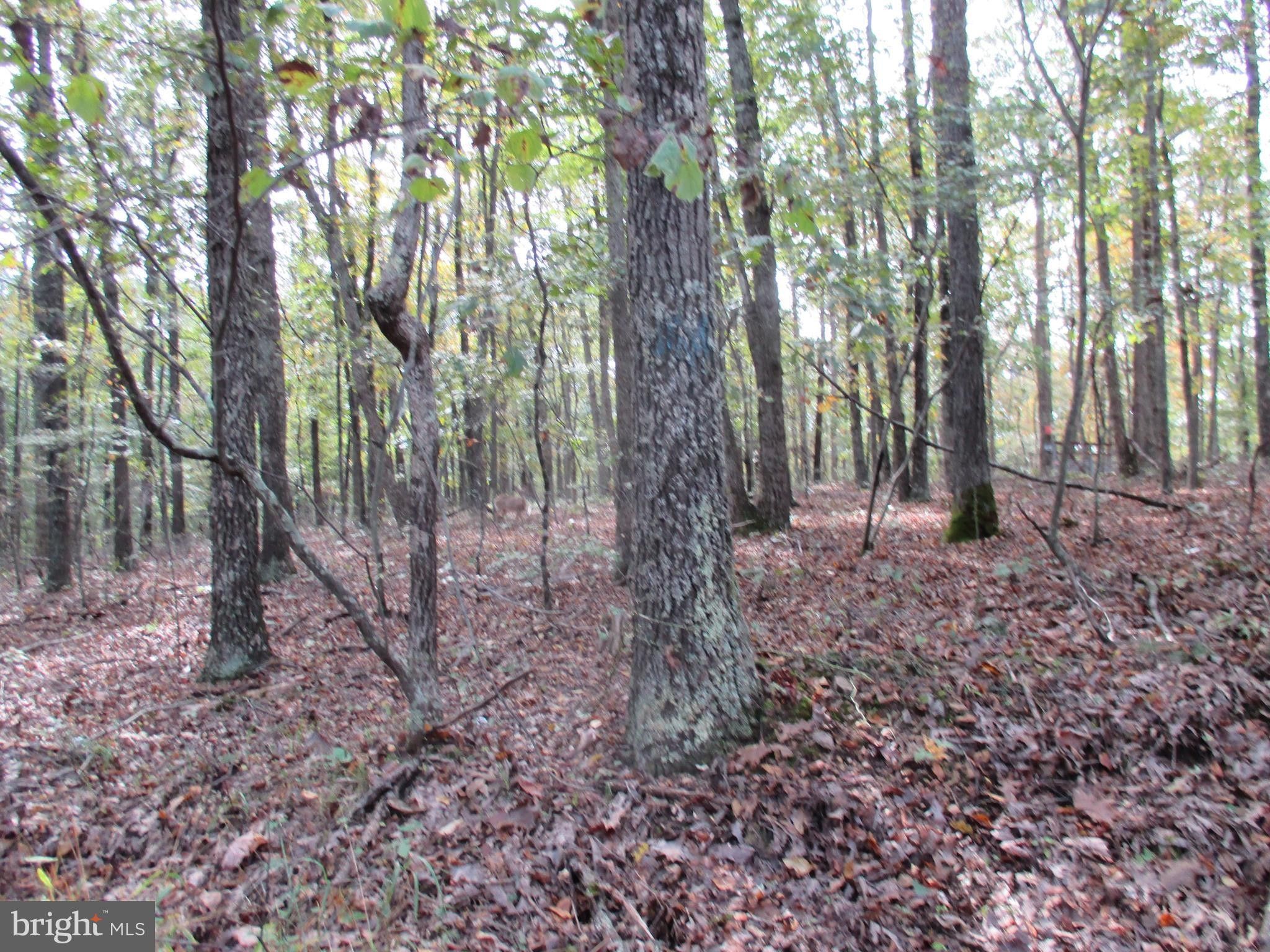 31.75 acres in Hardy County, West Virginia