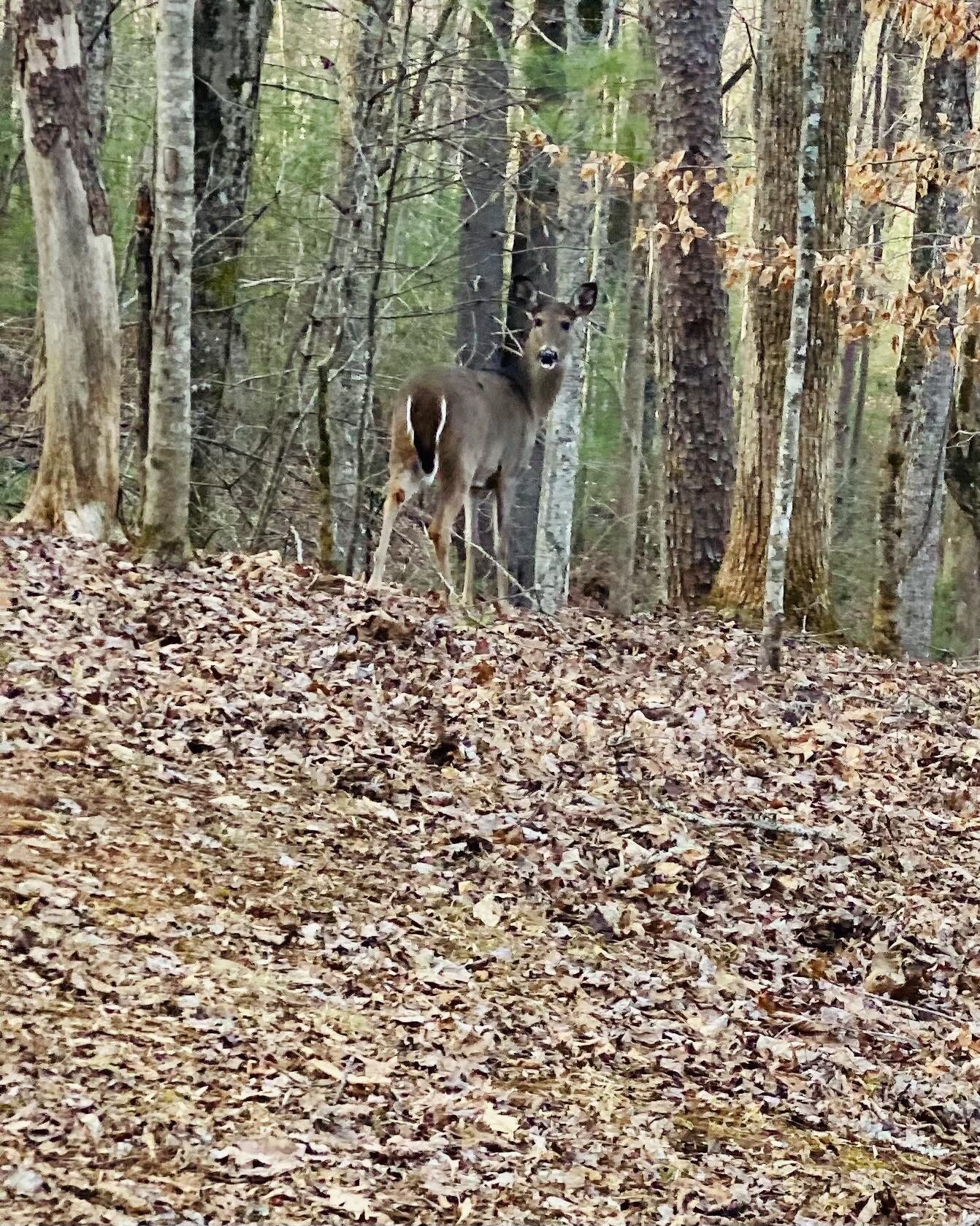 3.65 acres in Johnson County, Tennessee