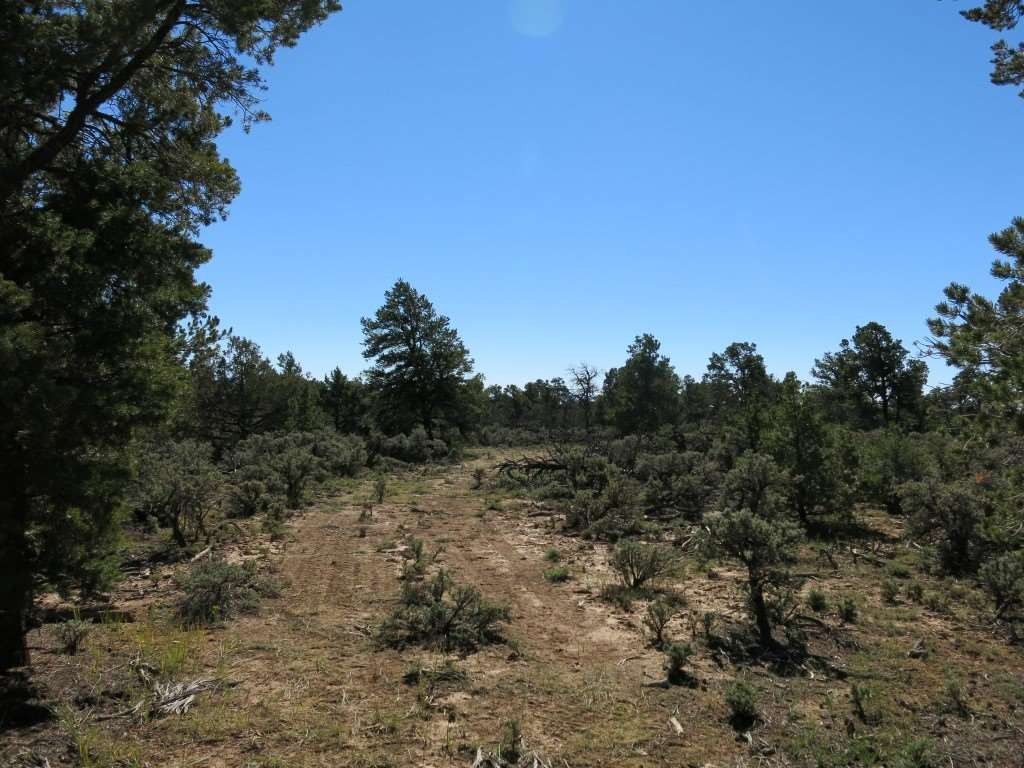 40 acres in Taos County, New Mexico