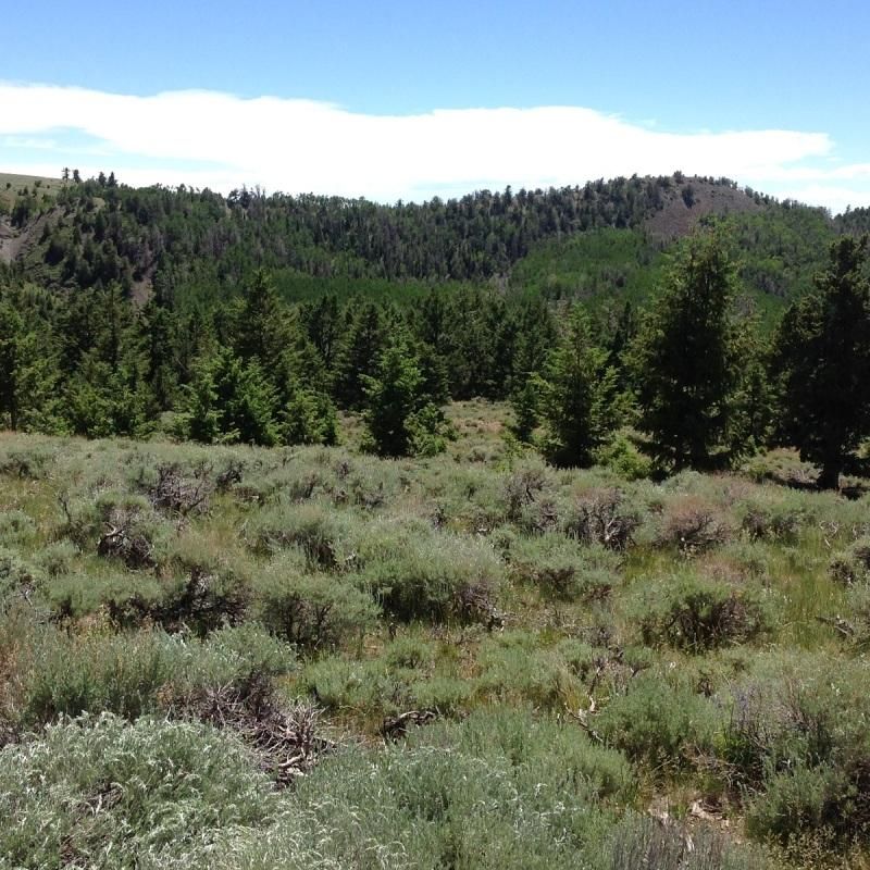 40 acres in Wayne County, Utah