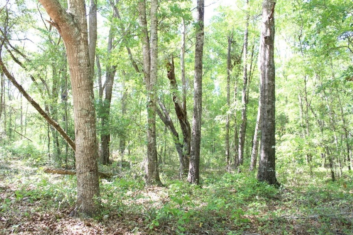 5 acres in Jefferson County, Florida