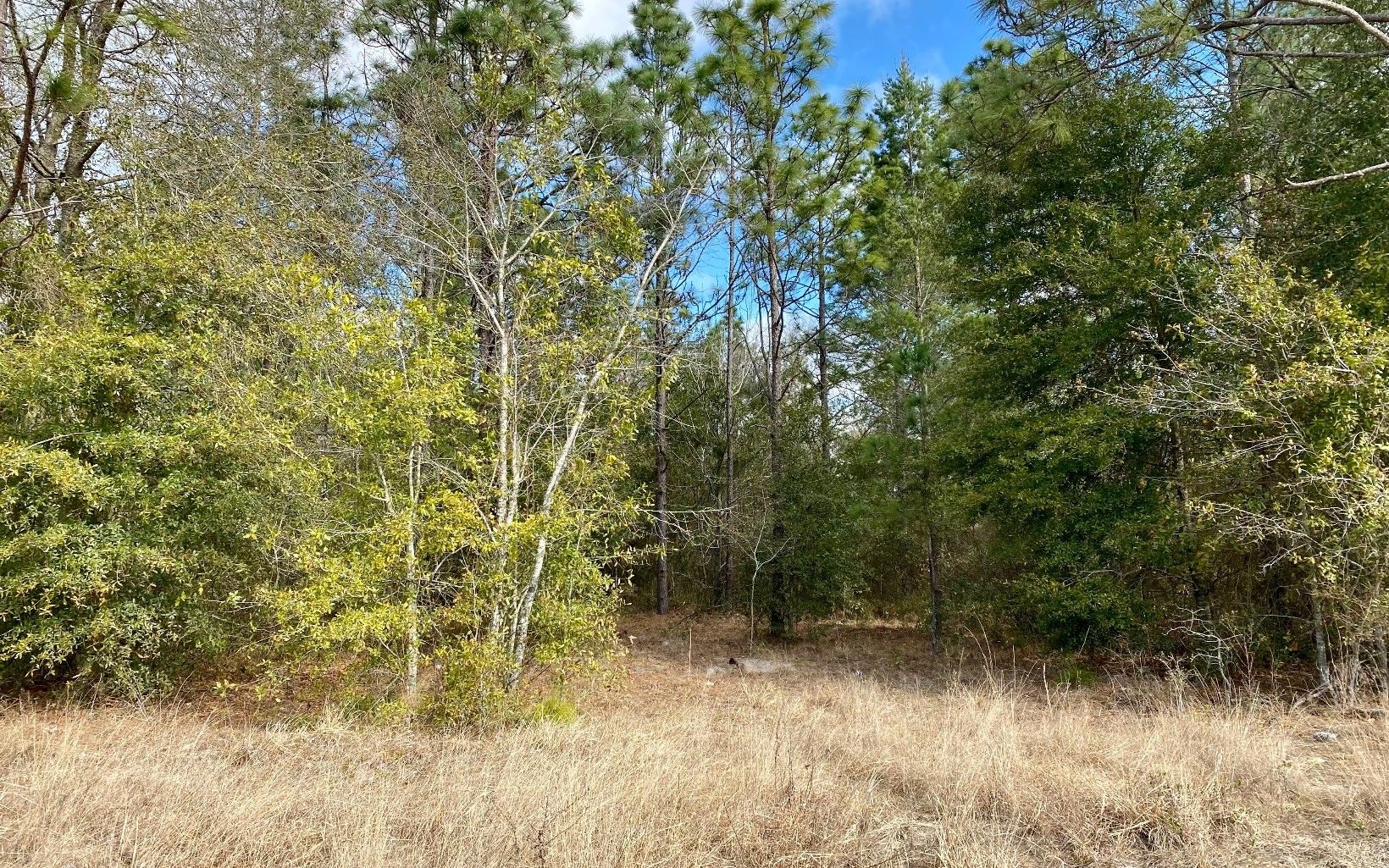 5 acres in Hamilton County, Florida