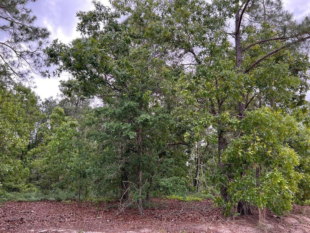 5 acres in Jeff Davis County,