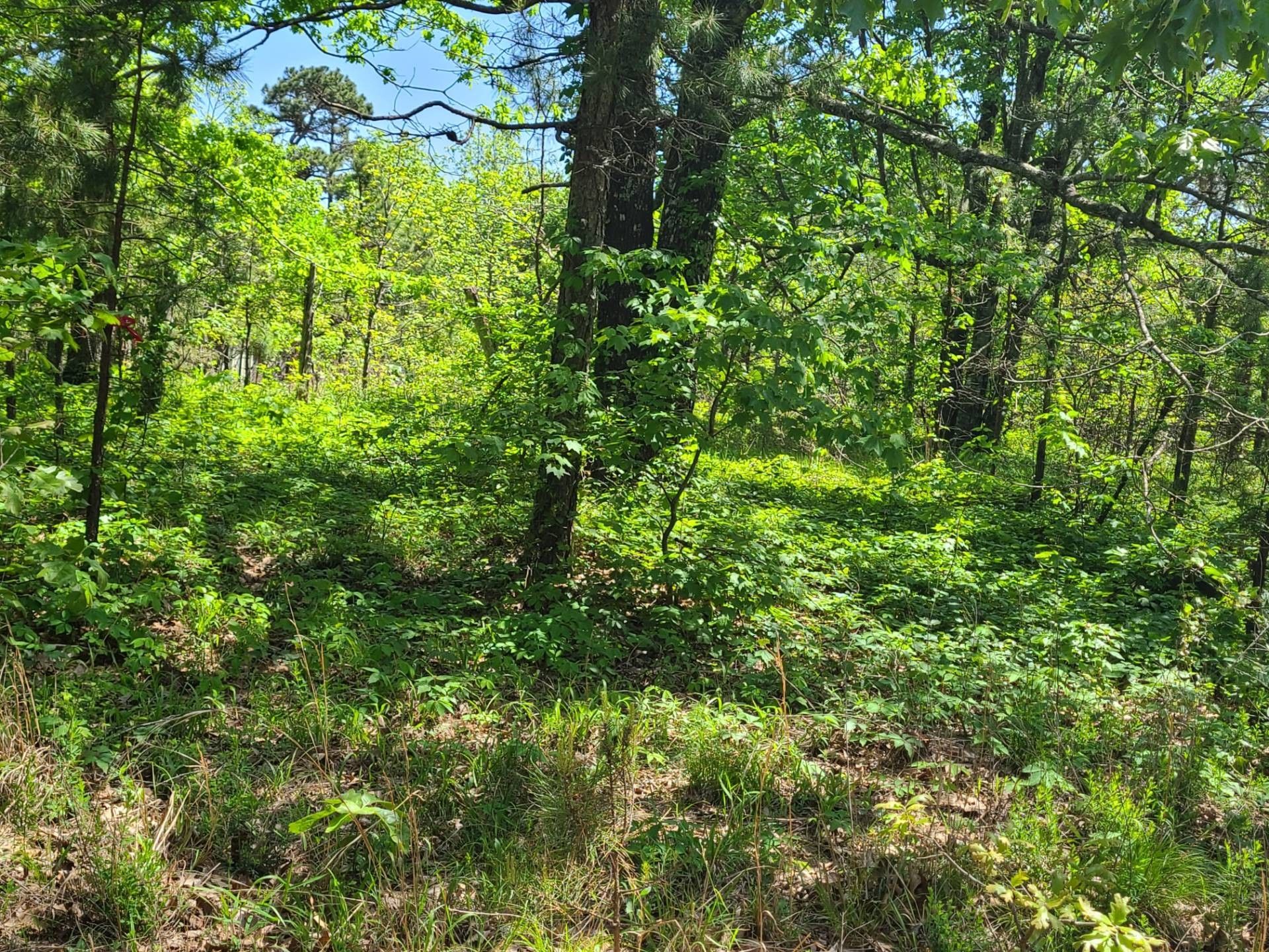 20 acres in Le Flore County, Oklahoma