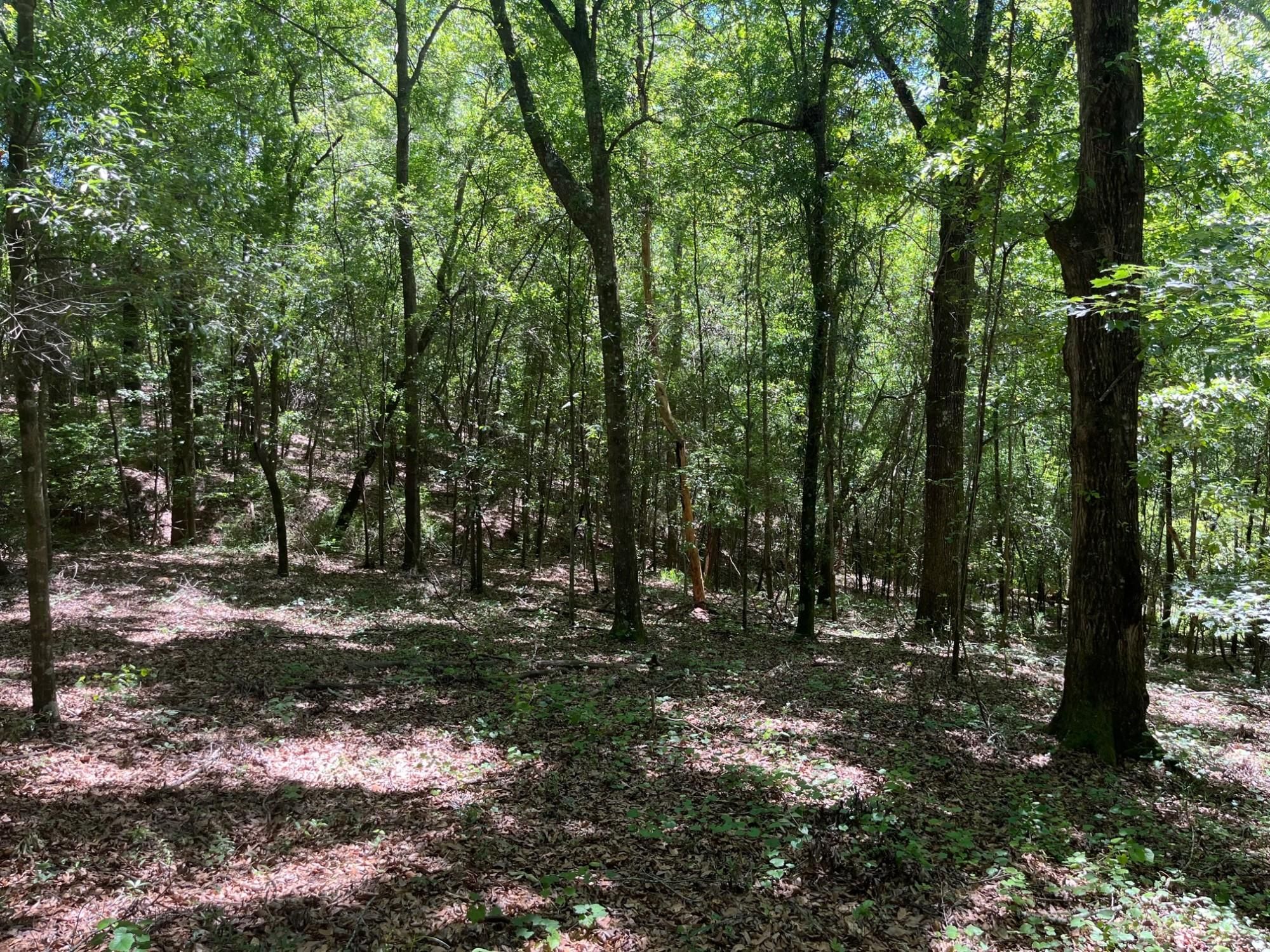 49 acres in Crenshaw County, Alabama