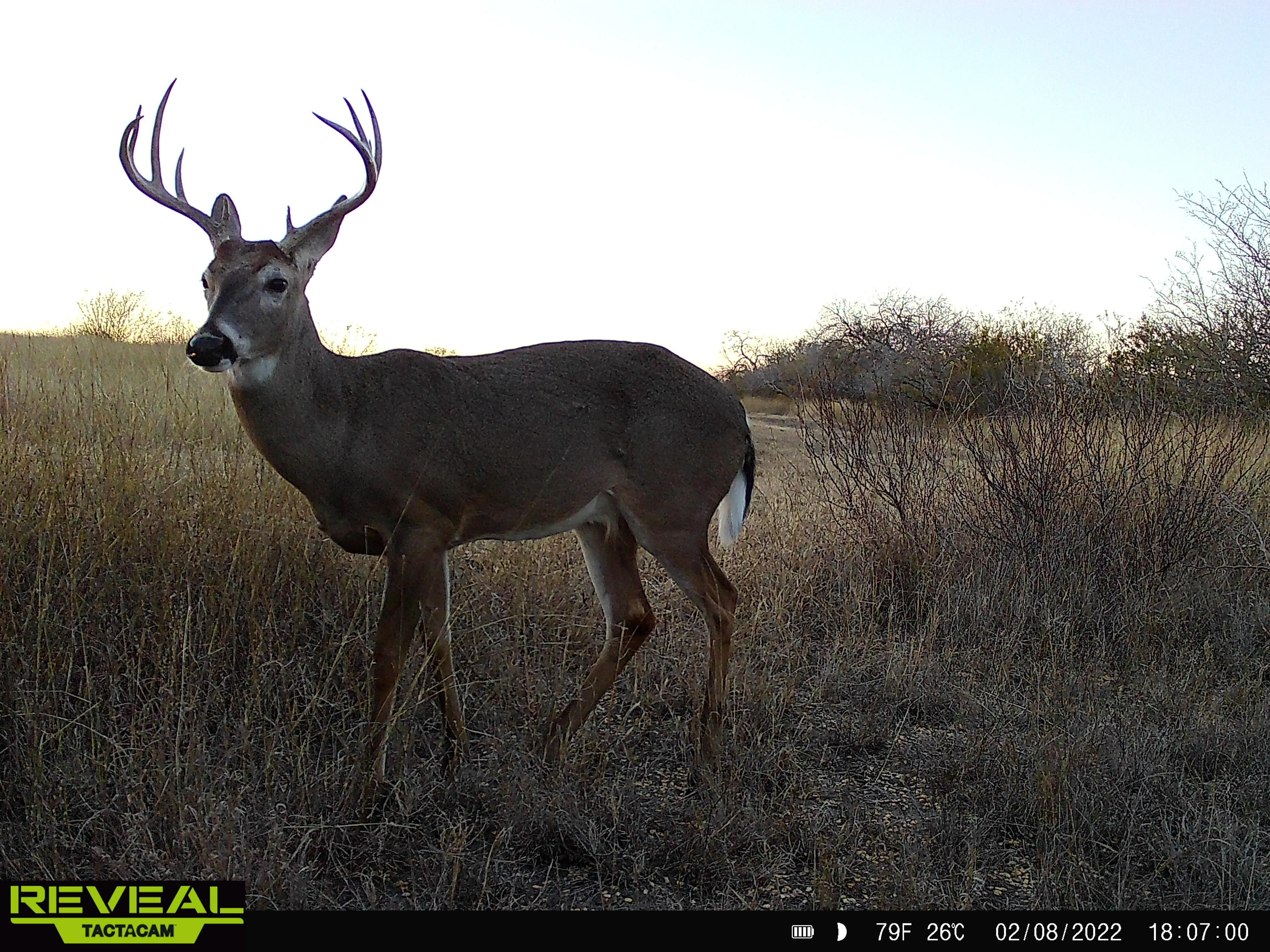 County Road 121, West, TX 78022