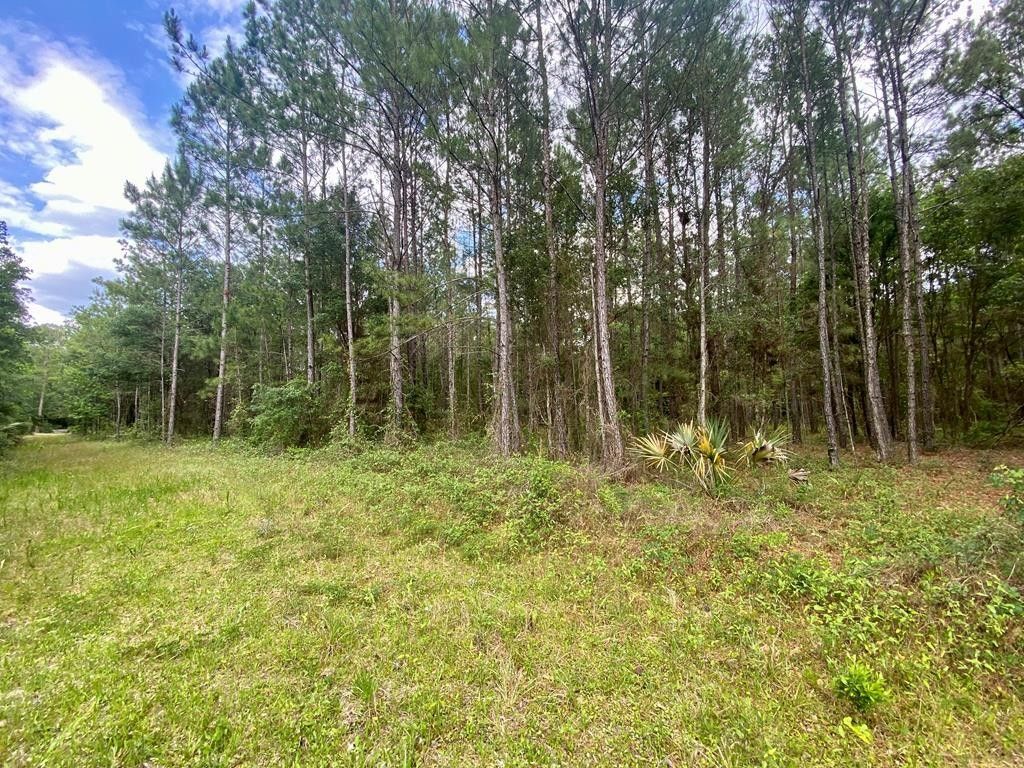 3 acres in Levy County, Florida