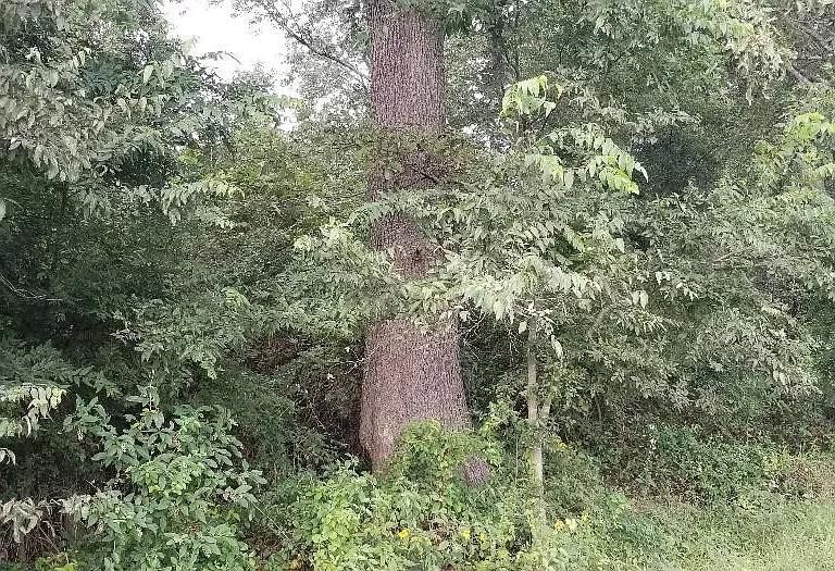 20 acres in Lee County, Arkansas