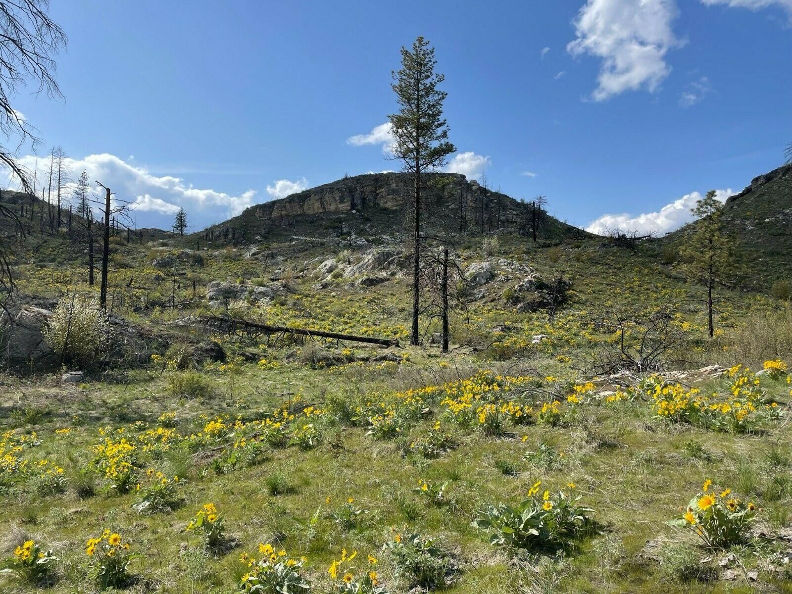 20 acres in Okanogan County, Washington