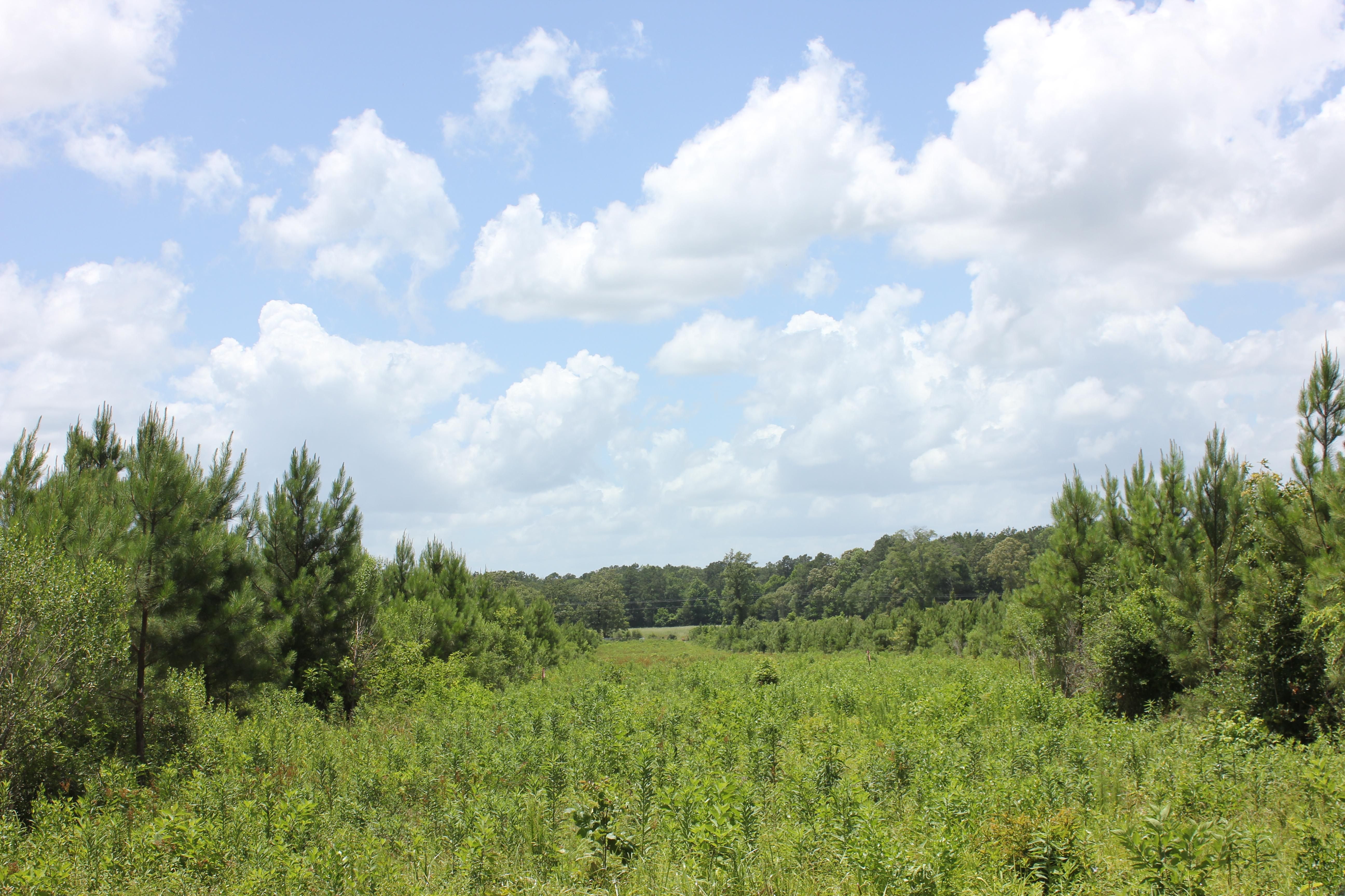 10 acres in Angelina County, Texas
