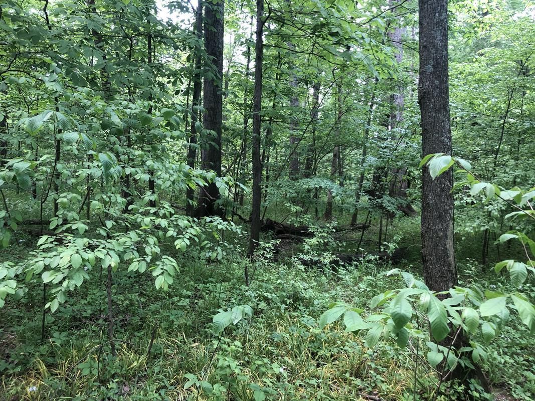 36 acres in Jackson County, Illinois