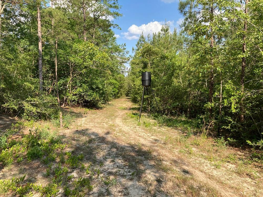 40 acres in Greene County, Mississippi