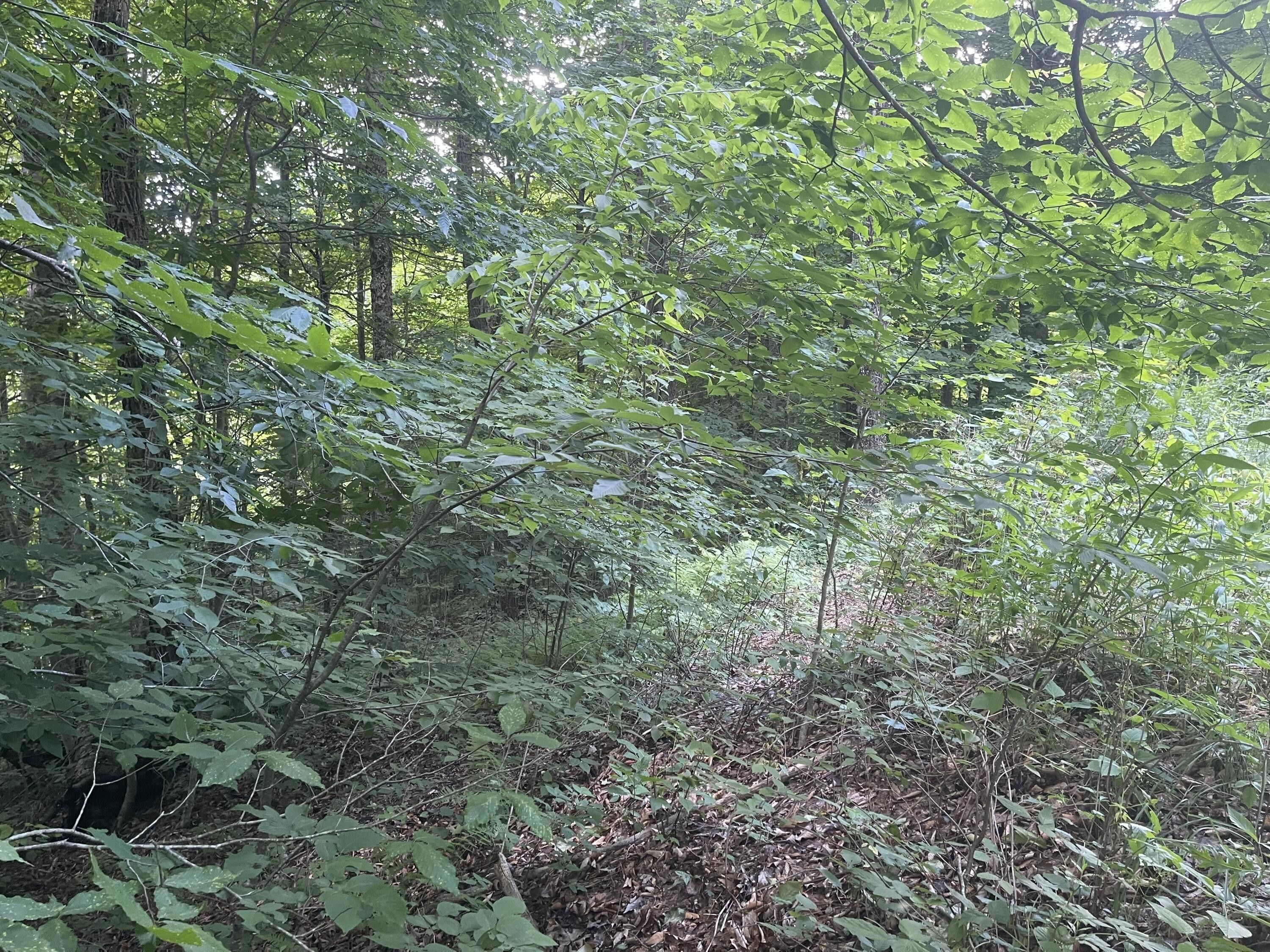 2.3 acres in Pocahontas County, West Virginia