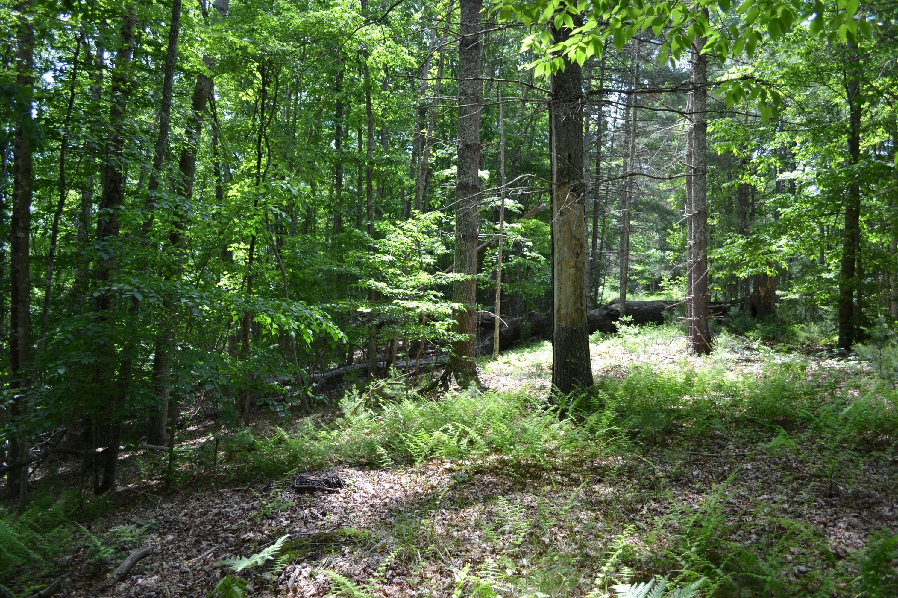 5.44 acres in Pocahontas County, West Virginia