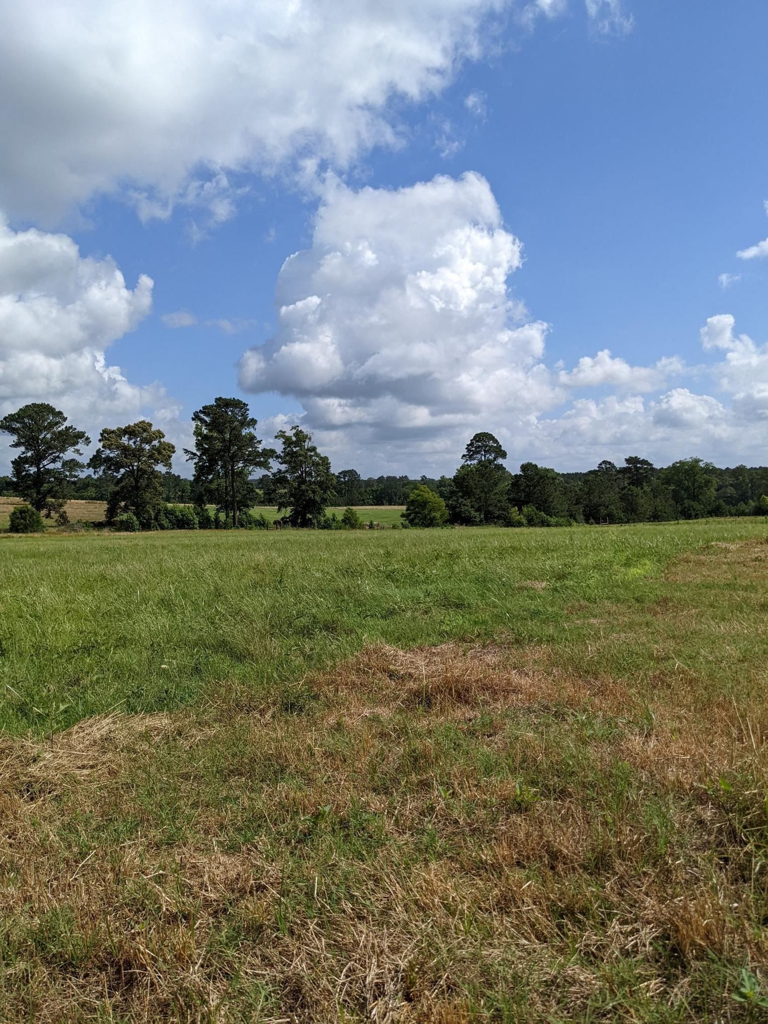 11 acres in Panola County, Texas