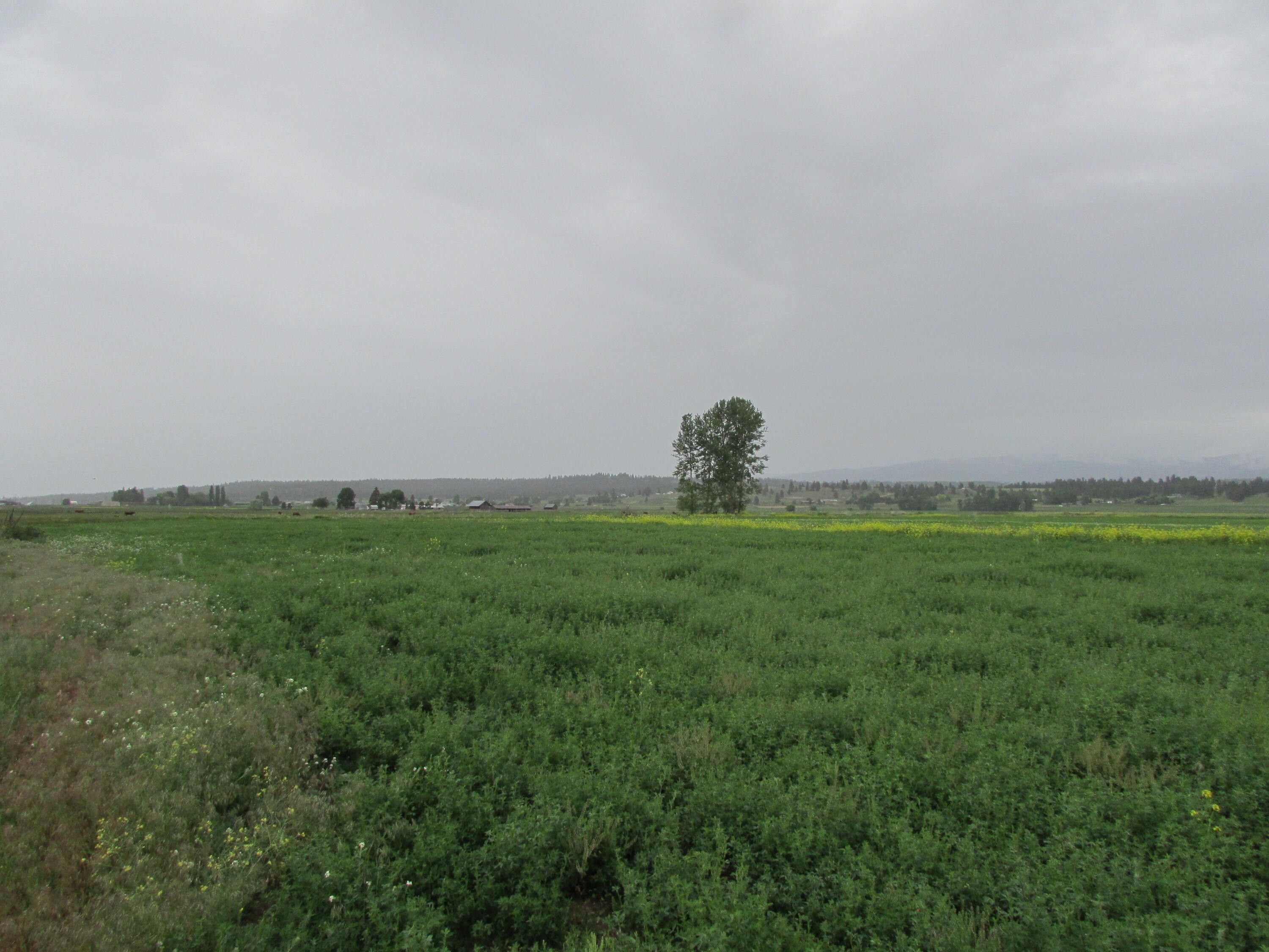 40 acres in Ravalli County, Montana