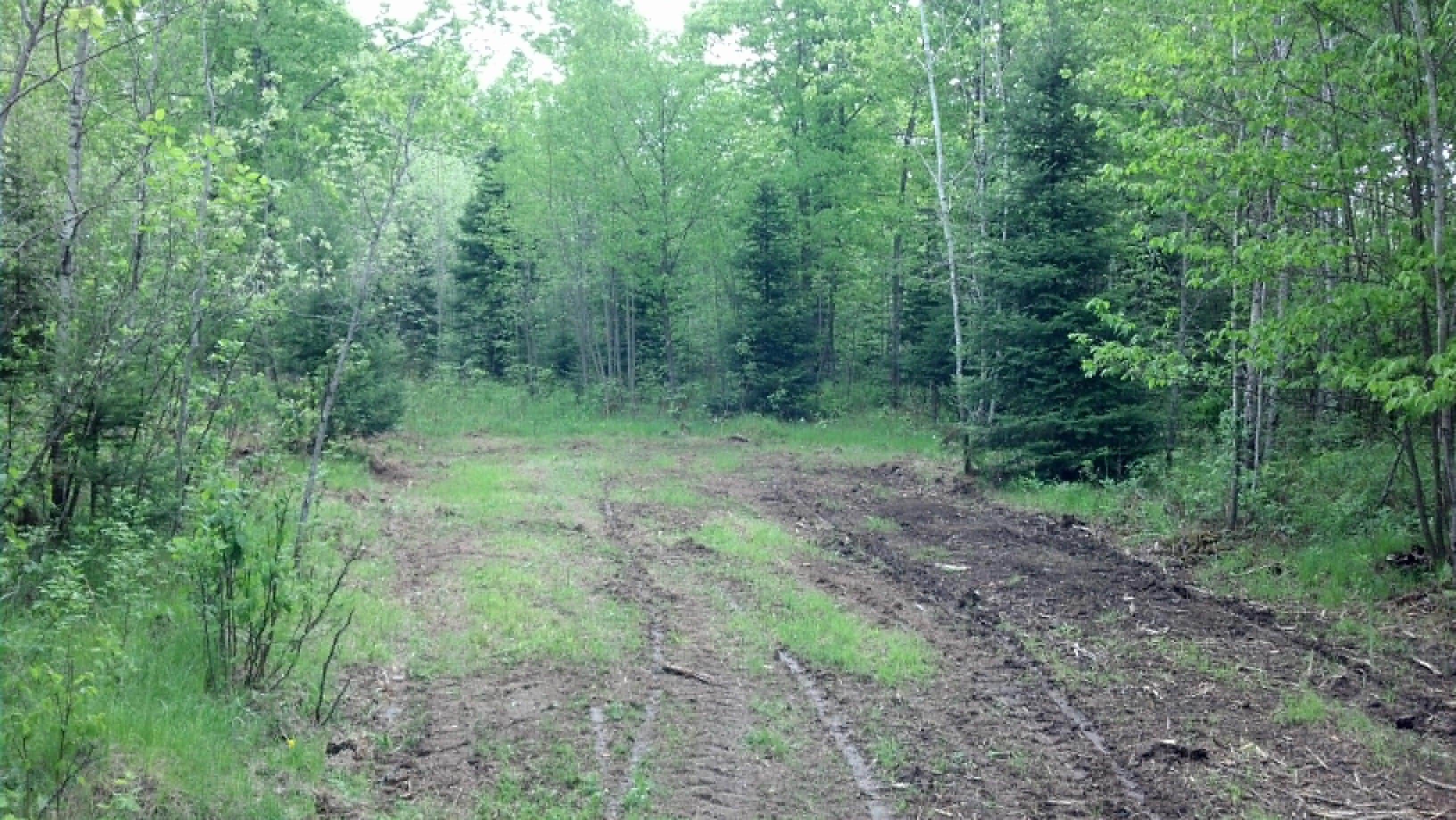 40 acres in Forest County, Wisconsin