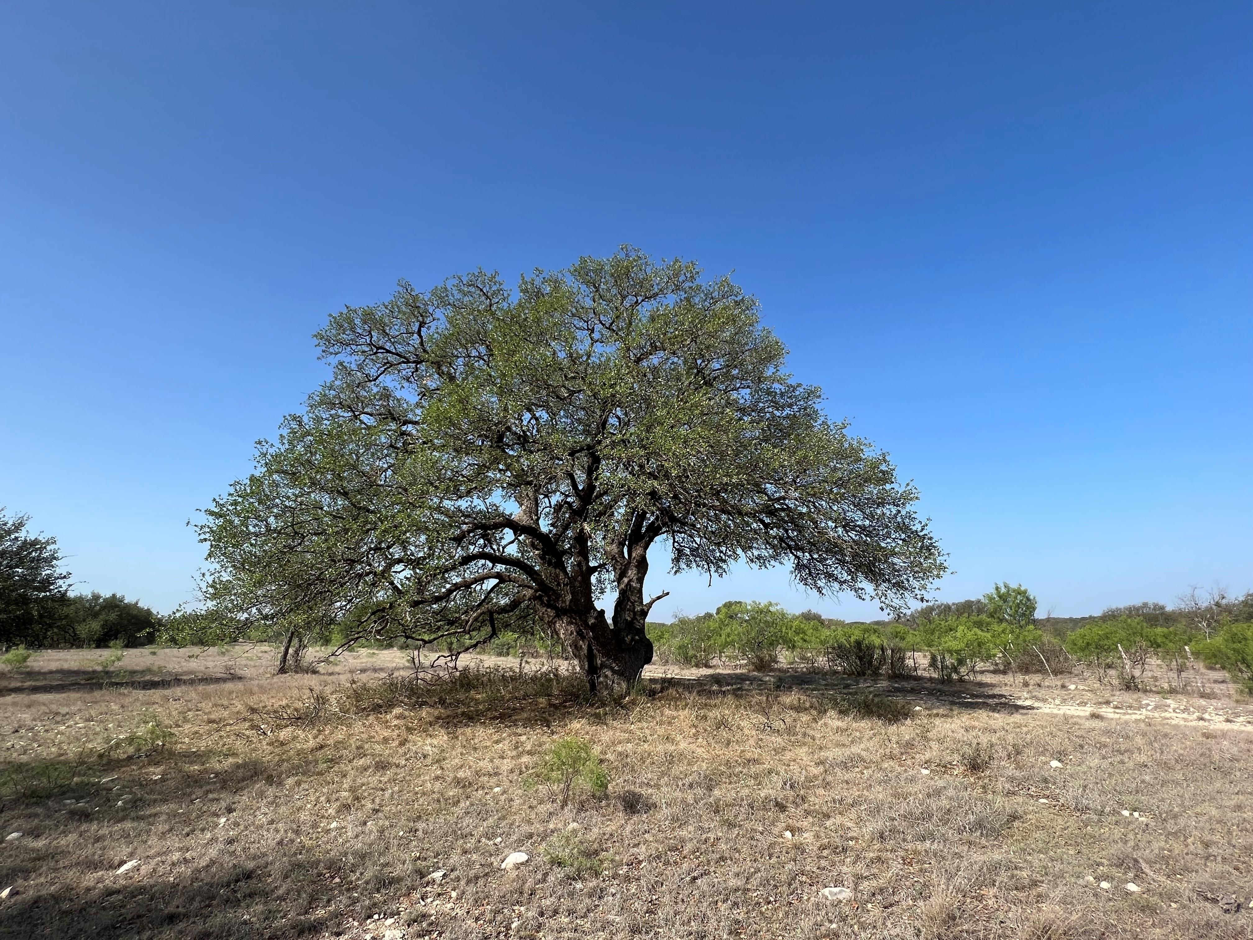 146 acres in Schleicher County, Texas