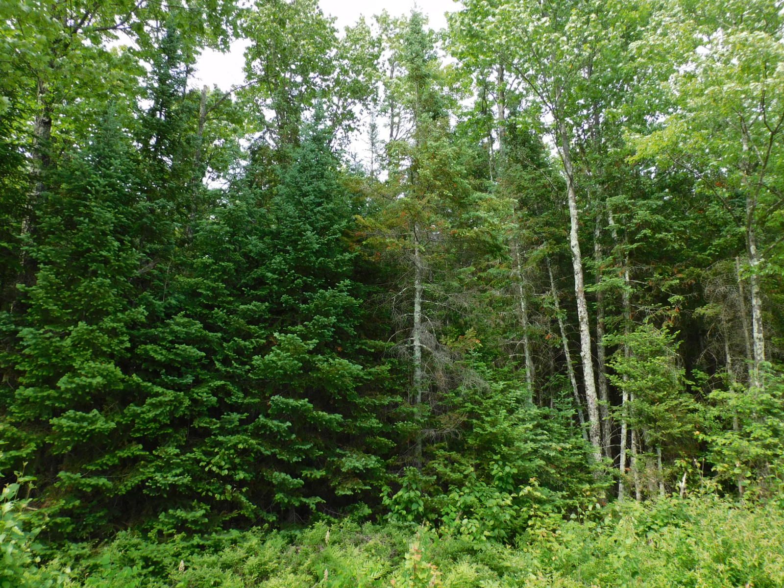 80 acres County Rd C, Gleason, WI 54435 MLS 22200627