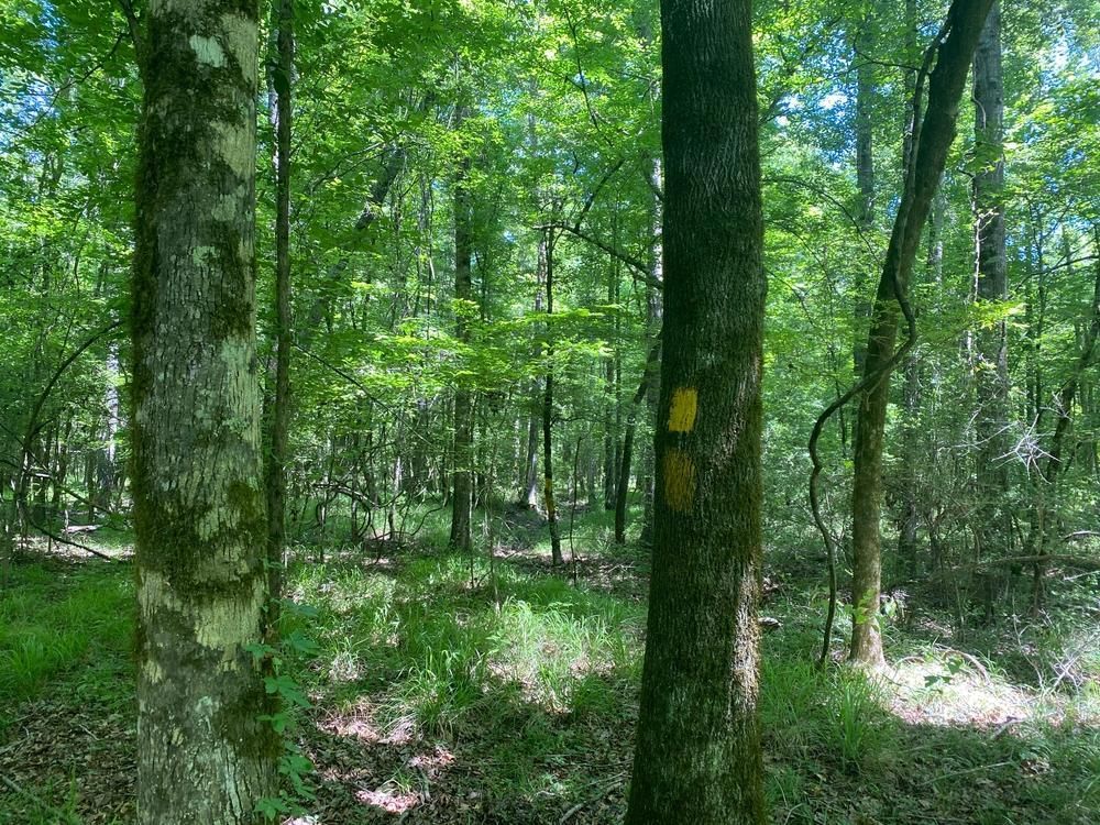 20 acres in Jackson Parish, Louisiana