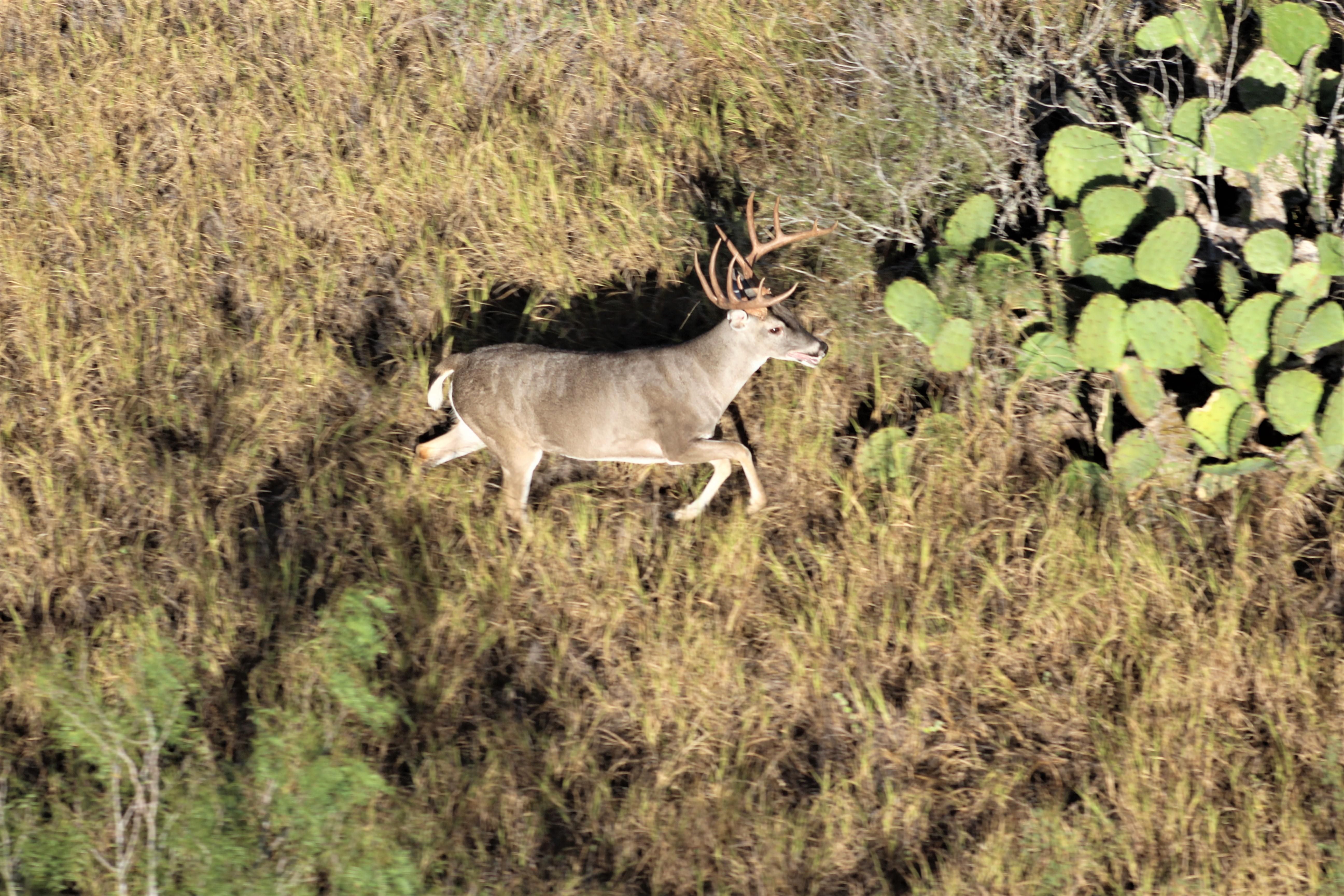 3,780 acres in Brooks County, Texas