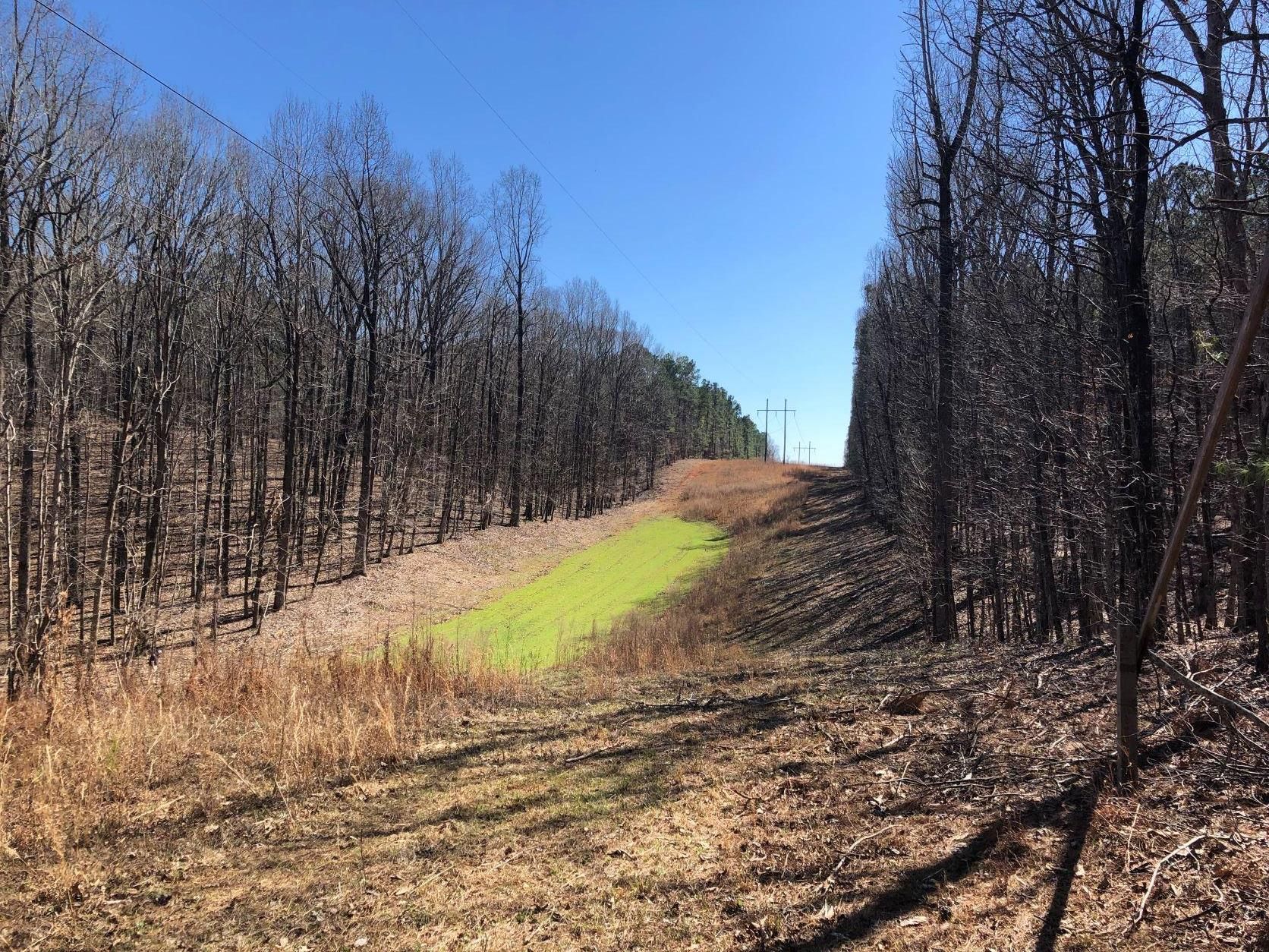 150 acres in Taylor County,