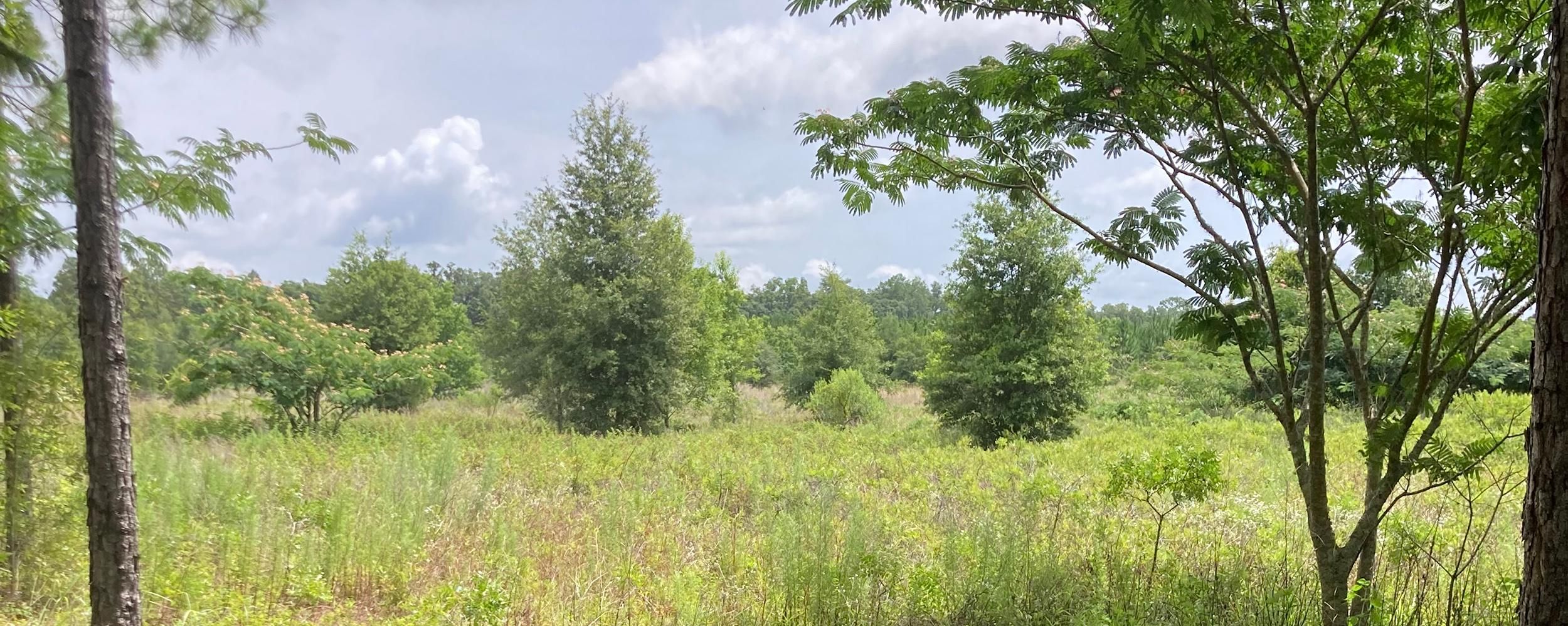 40.25 acres in Levy County, Florida