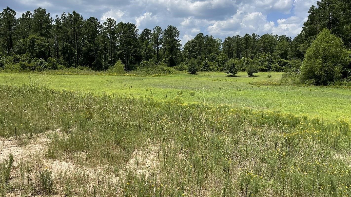 245 acres in Sabine County, Texas
