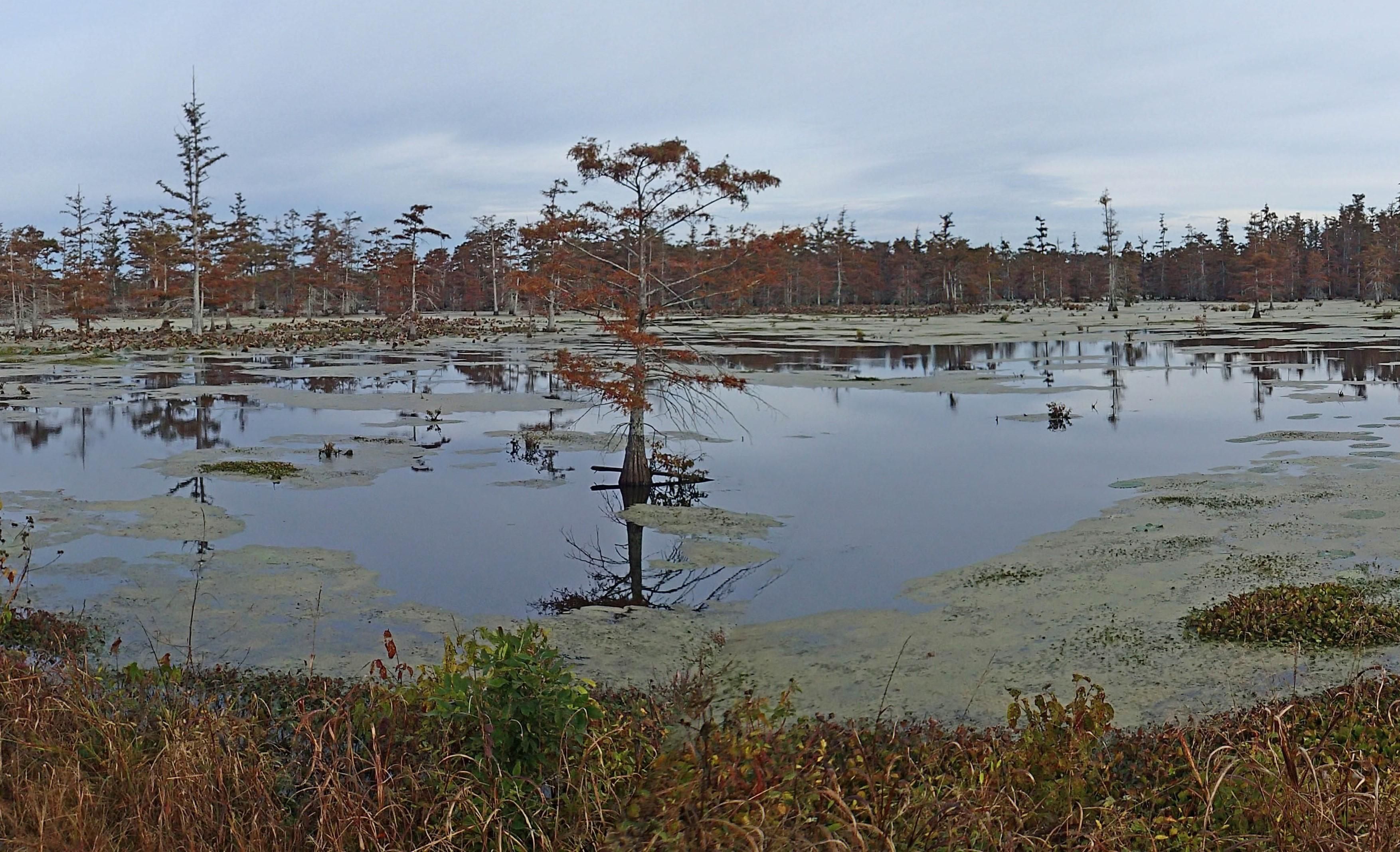 1,531 acres in Coahoma County, Mississippi