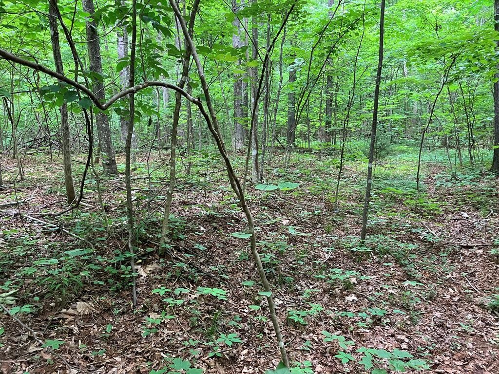 88 acres in Grainger County, Tennessee