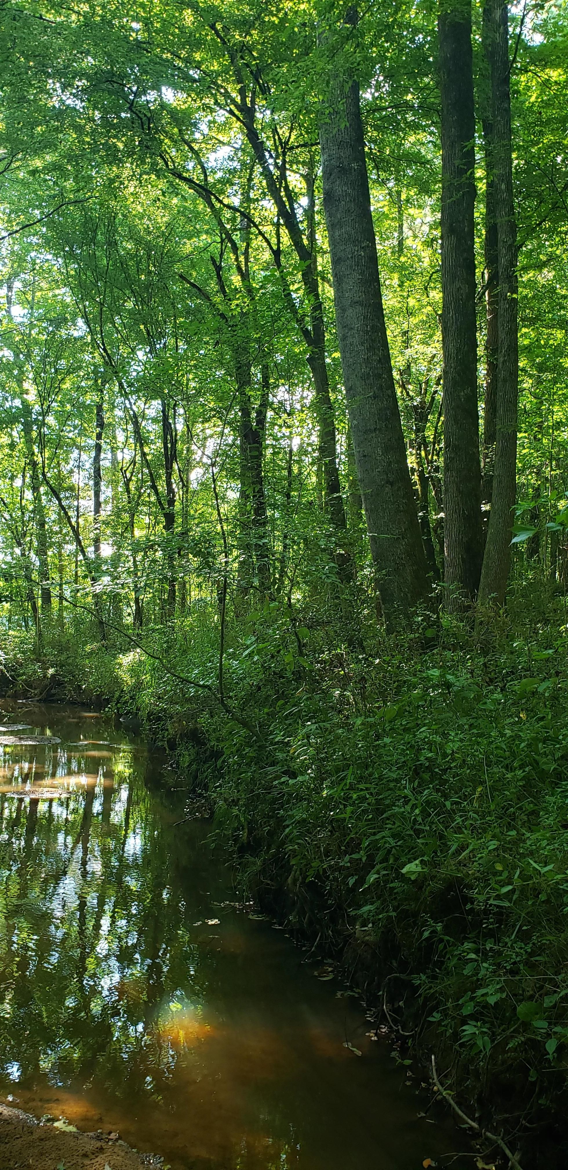 53 acres in Coosa County, Alabama