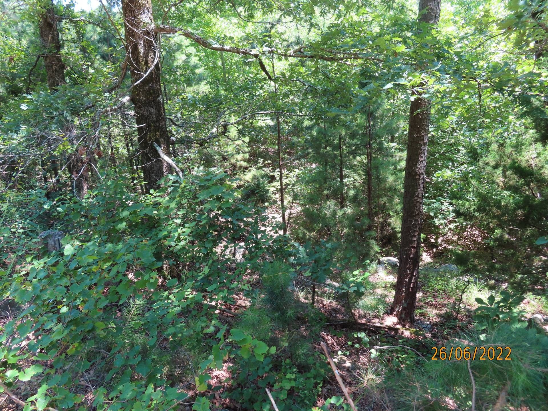 20 acres in Pushmataha County, Oklahoma