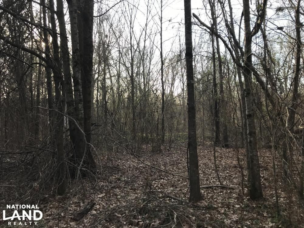 80 acres in West Carroll Parish, Louisiana